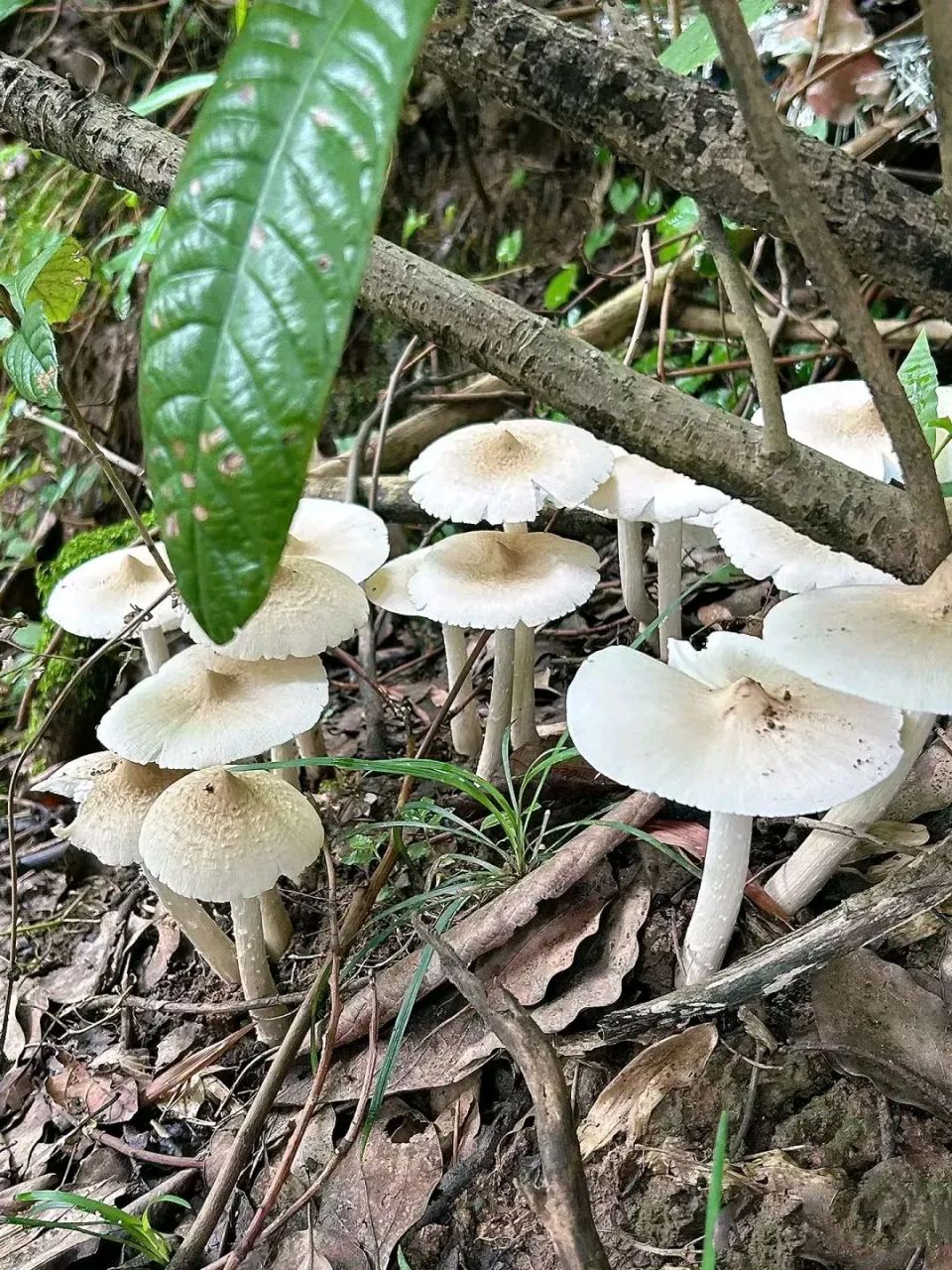 对此你怎么看,你知道这是什么菌子吗,能不能采摘带回家做