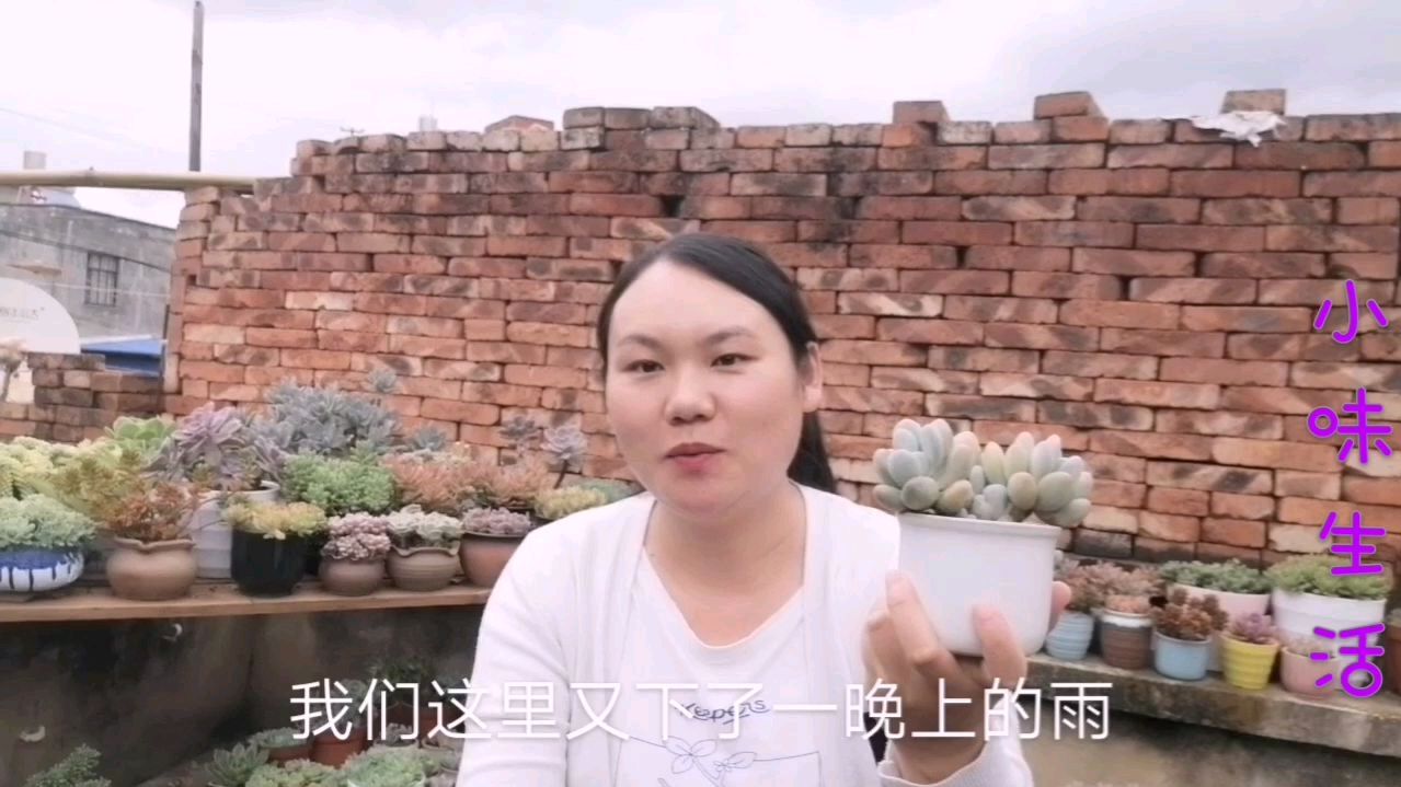 都说夏季多肉不能爆晒淋雨,为啥我的不遮阳不避雨,还能这么美呢