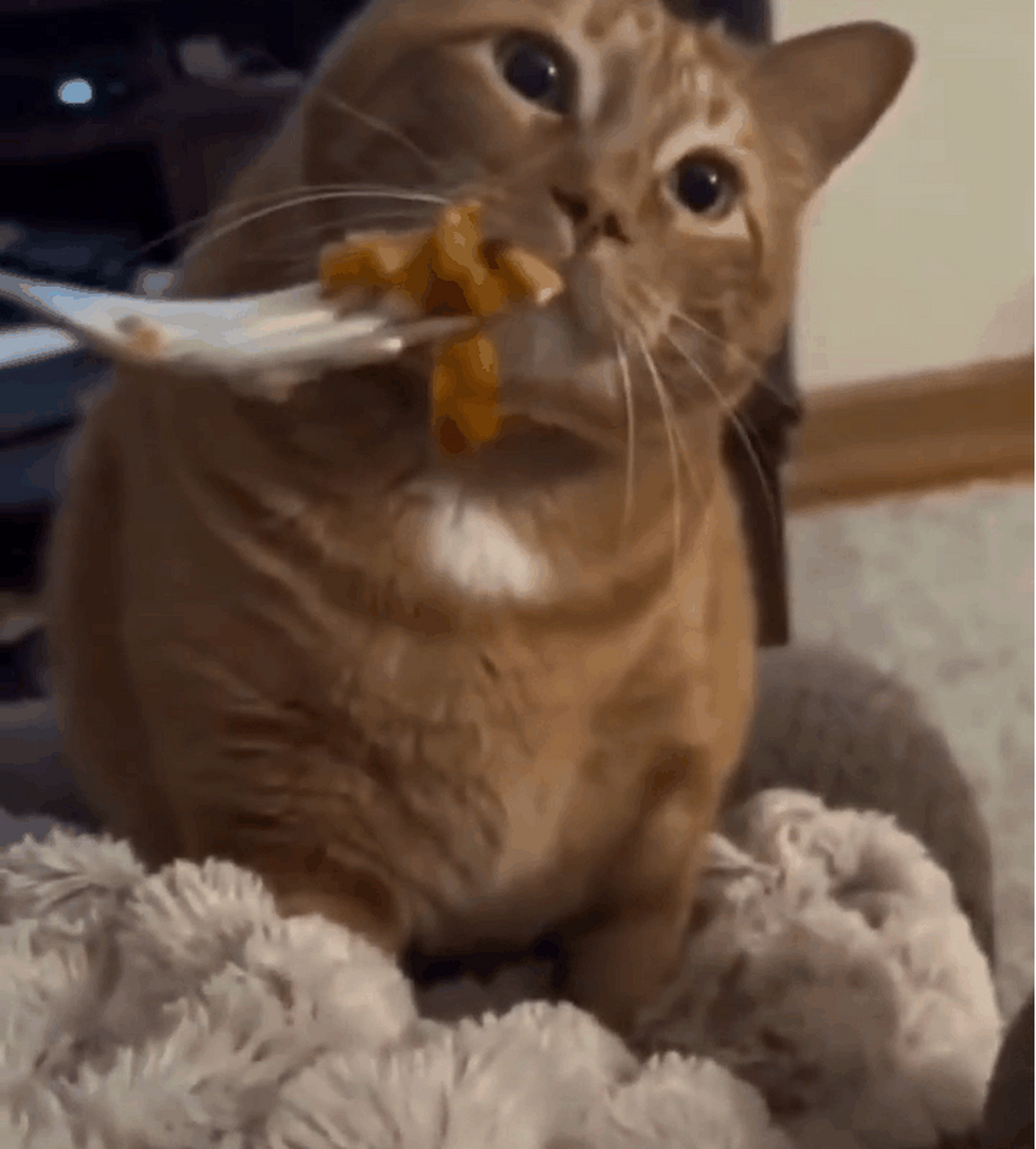 猫猫:铲屎的怎么吃屎呀?#搞笑# #搞笑动图