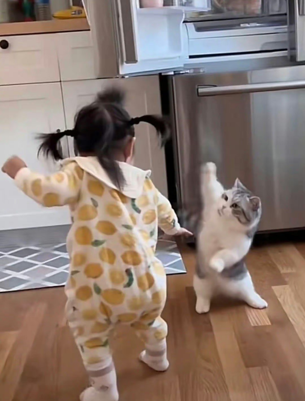 猫被气的站起来跑步打人了