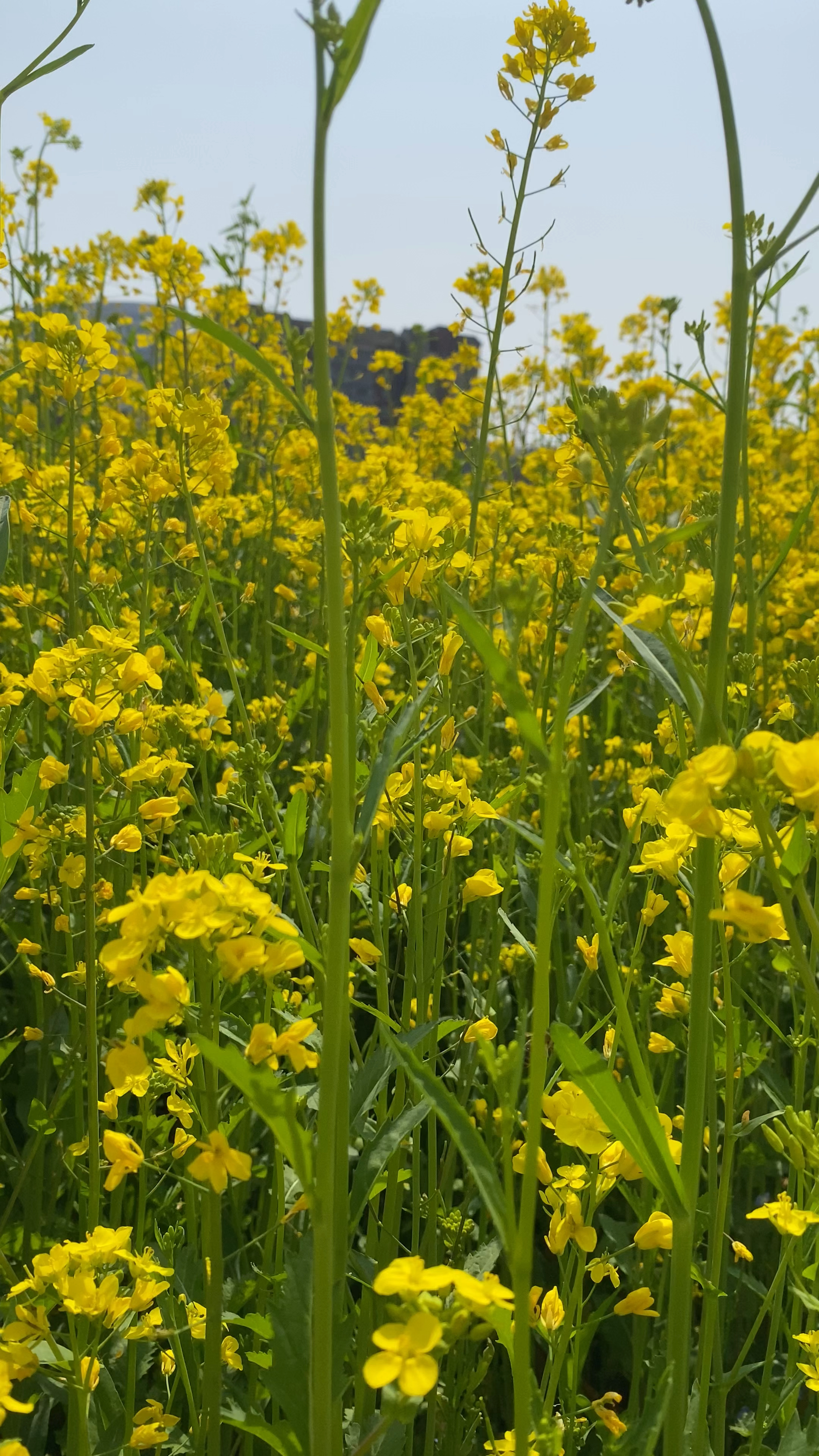 漫山遍野的油菜花开了,好想在这里待一天,听着鸟叫,闻着花香