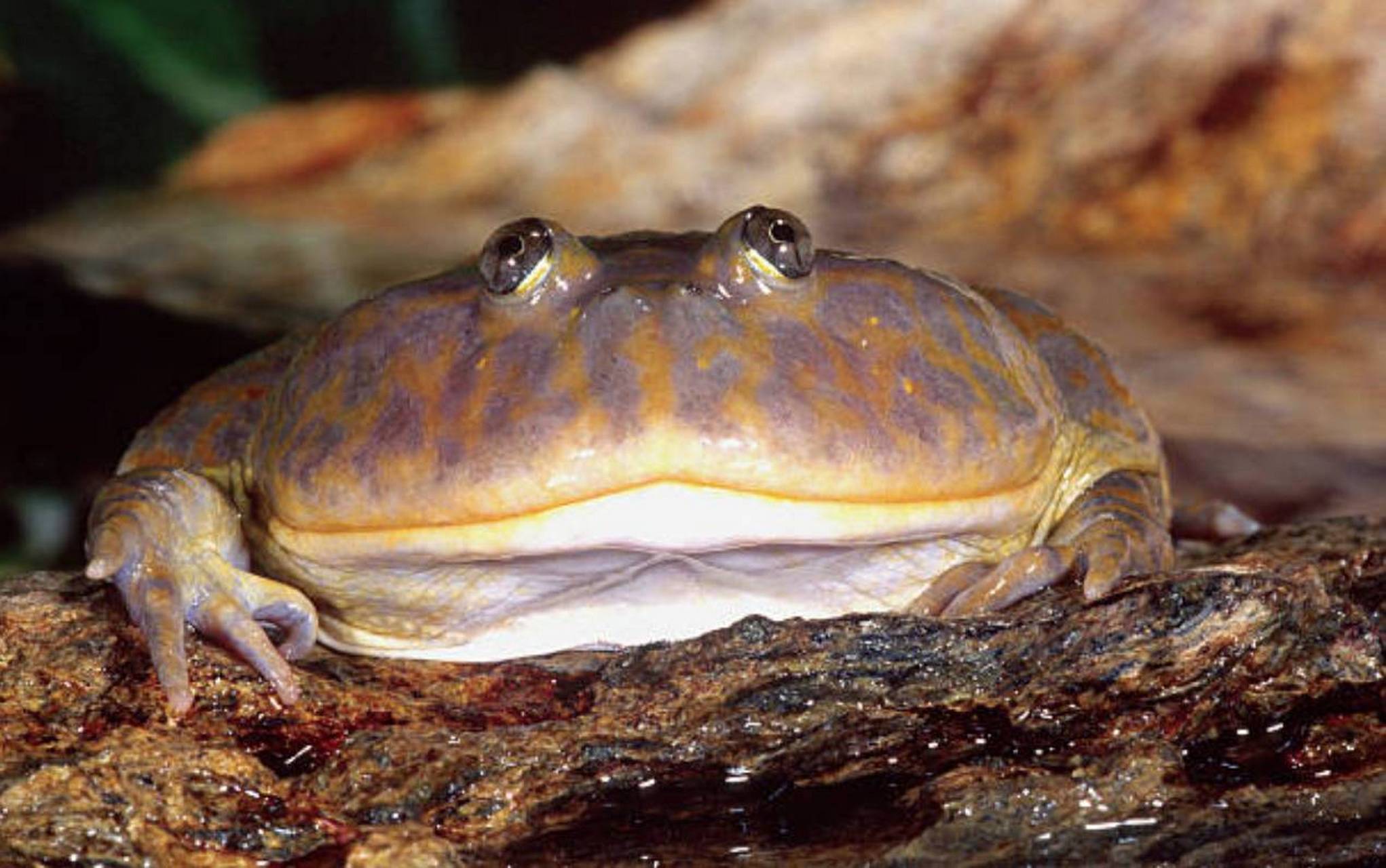 每天认识一种动物——小丑蛙 小丑蛙别名猫眼珍珠蛙,是蛙形目,薄趾蟾