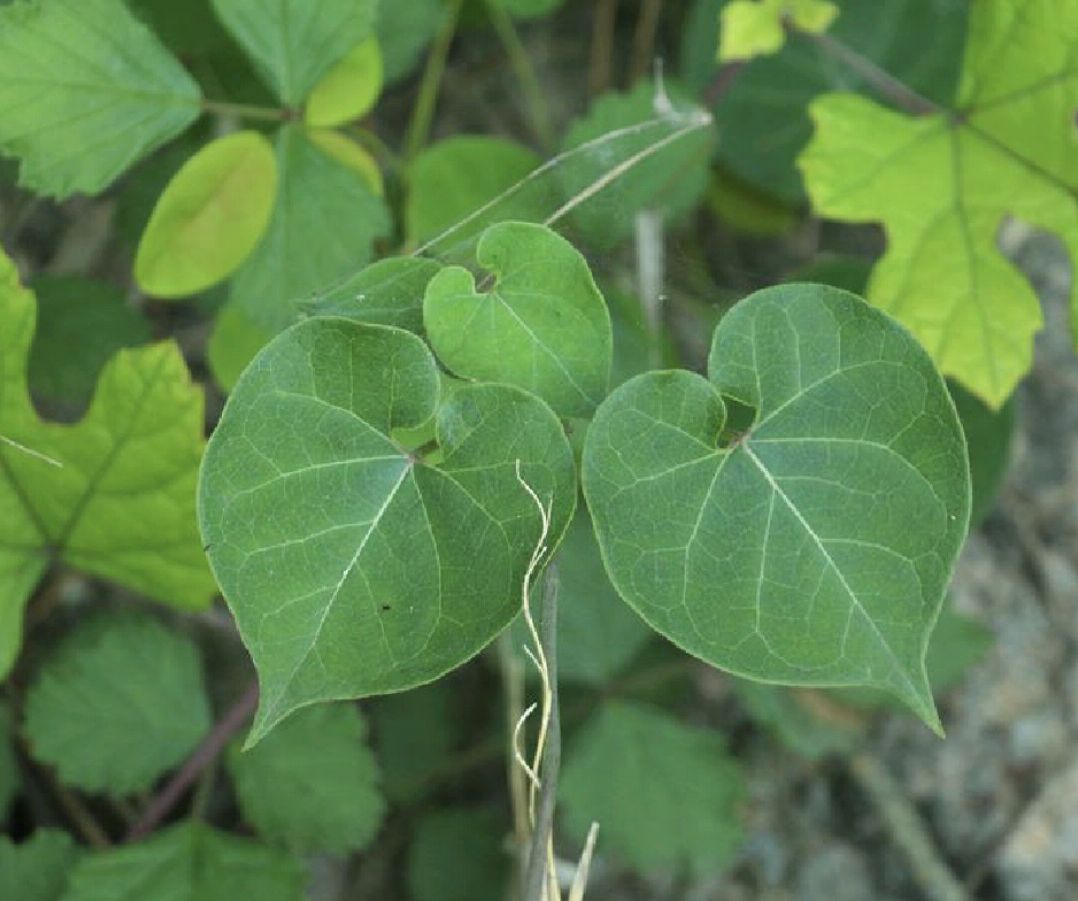 隔山消是一種什麼樣的植物?