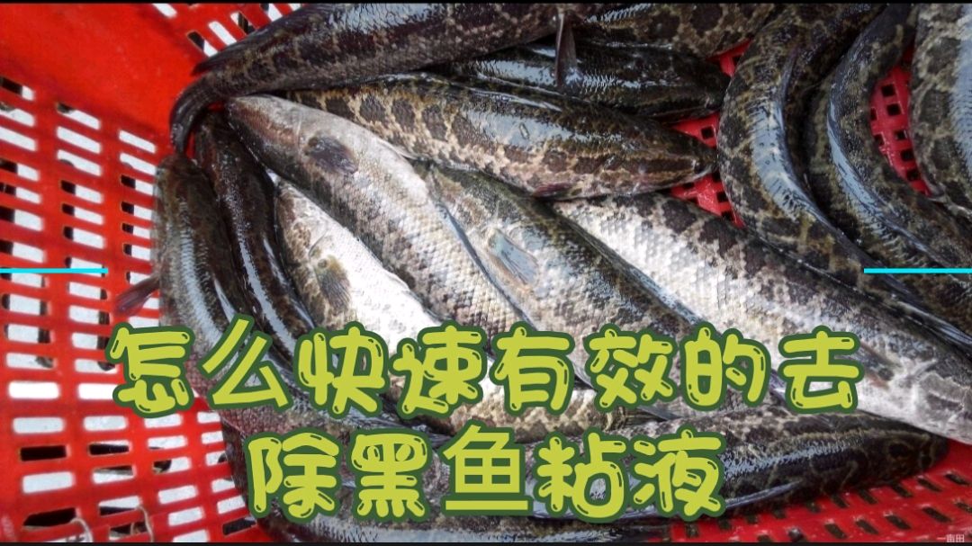 饭店厨师分享黑鱼快速有效的处理方法,做好这一步,黑鱼干干净净