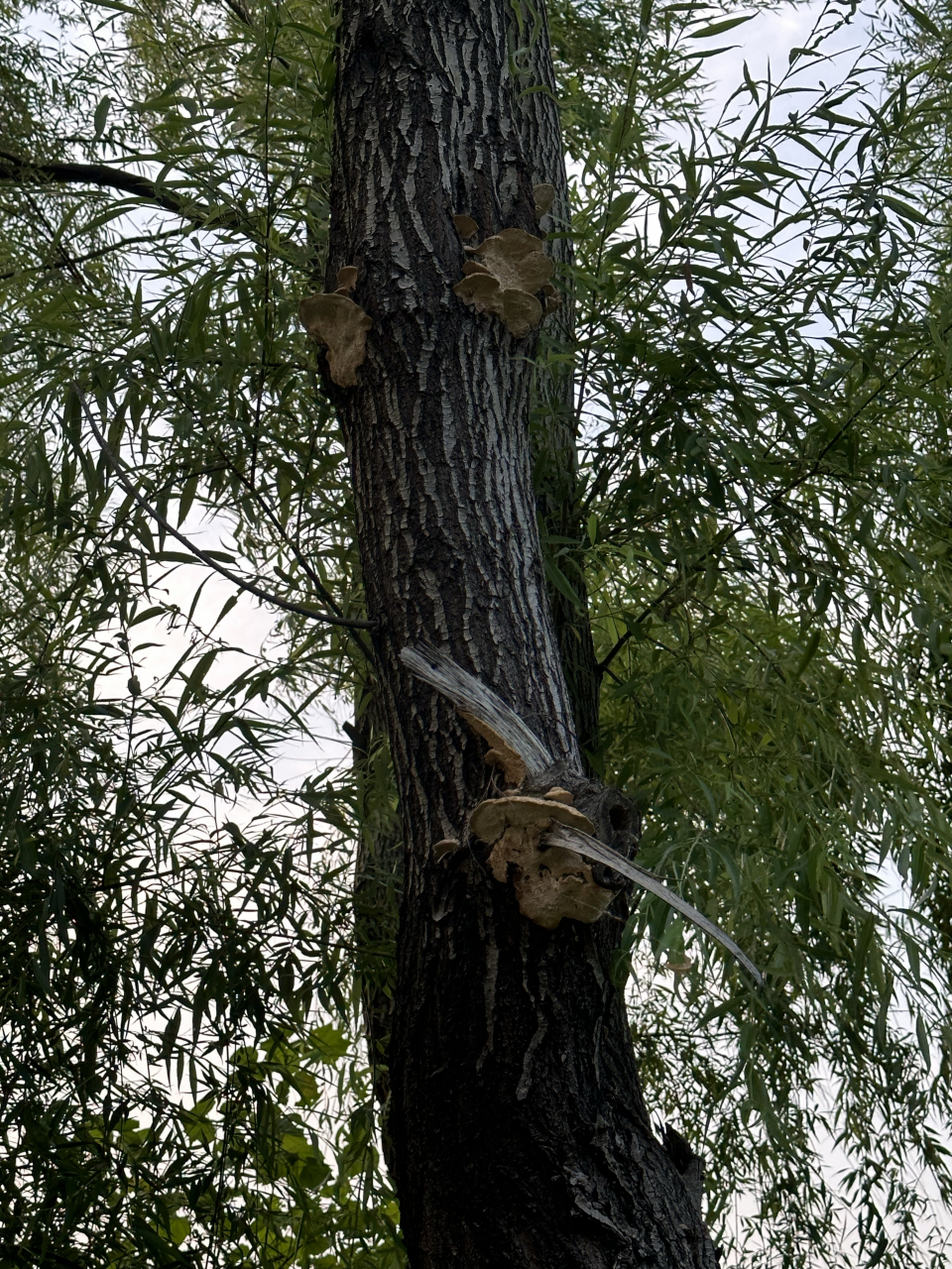 柳树上长蘑菇了,这是什么品种的?能吃不