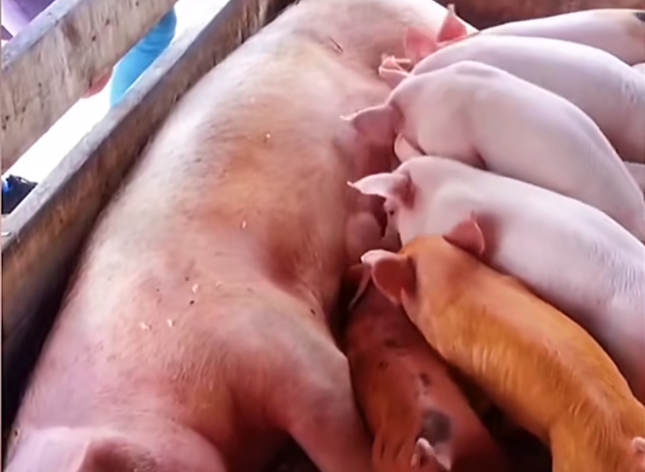 牛奶- 优质问答专区