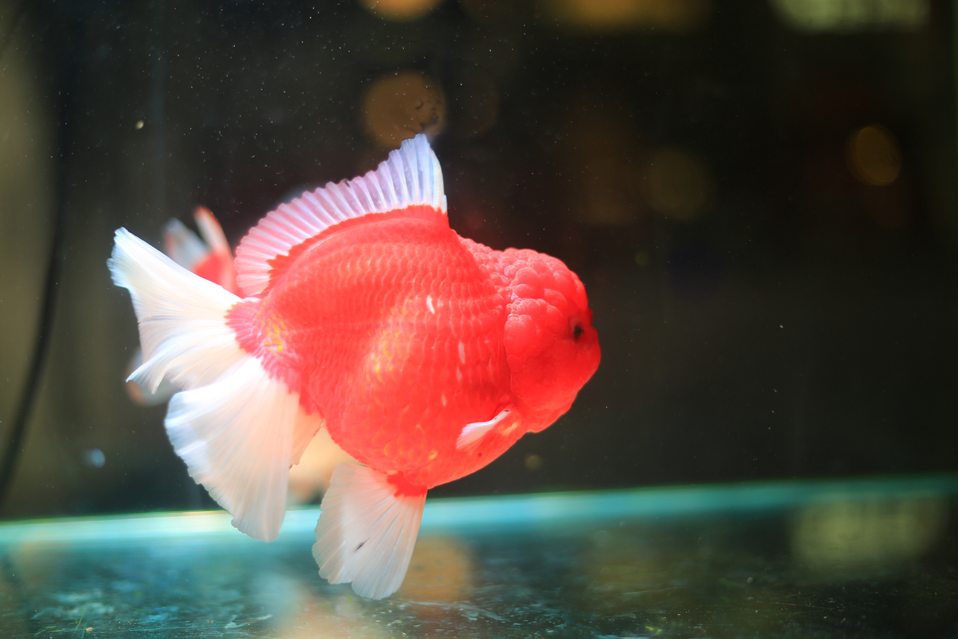 夏日生活创作季# 也不知道叫什么鱼,反正很好看!