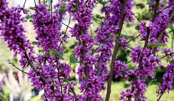 春天紫色的树图片