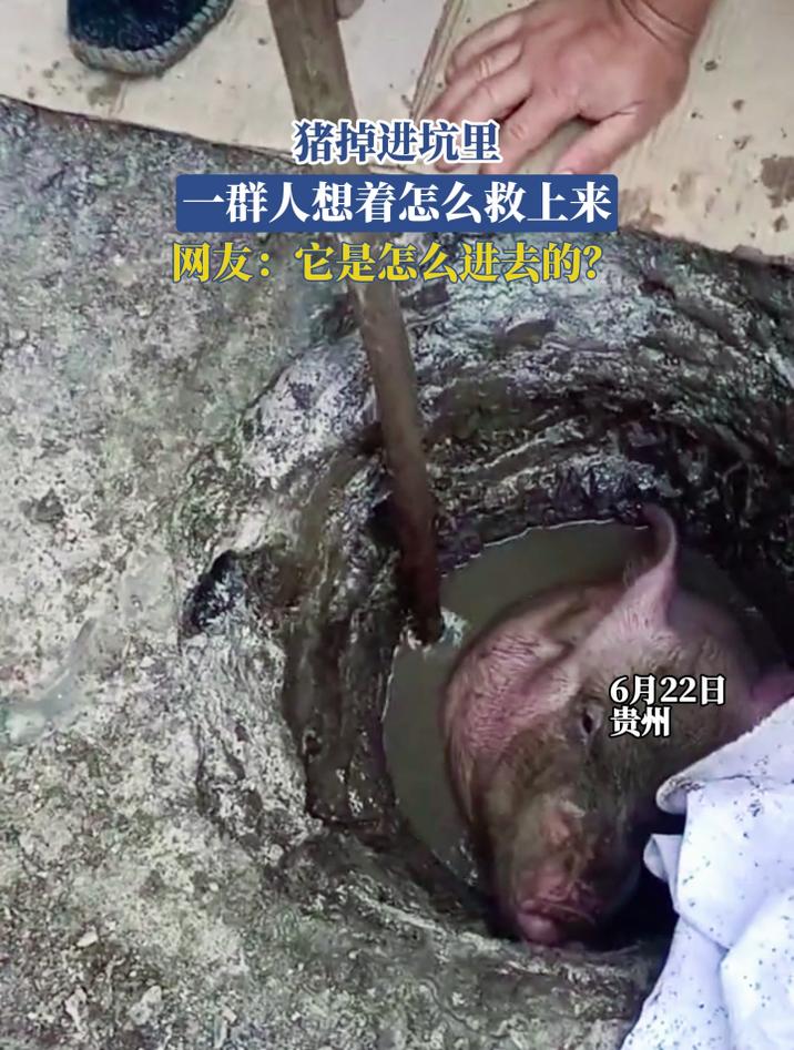 猪掉进坑里,一群人想着怎么救上来,网友:它是怎么进去的?
