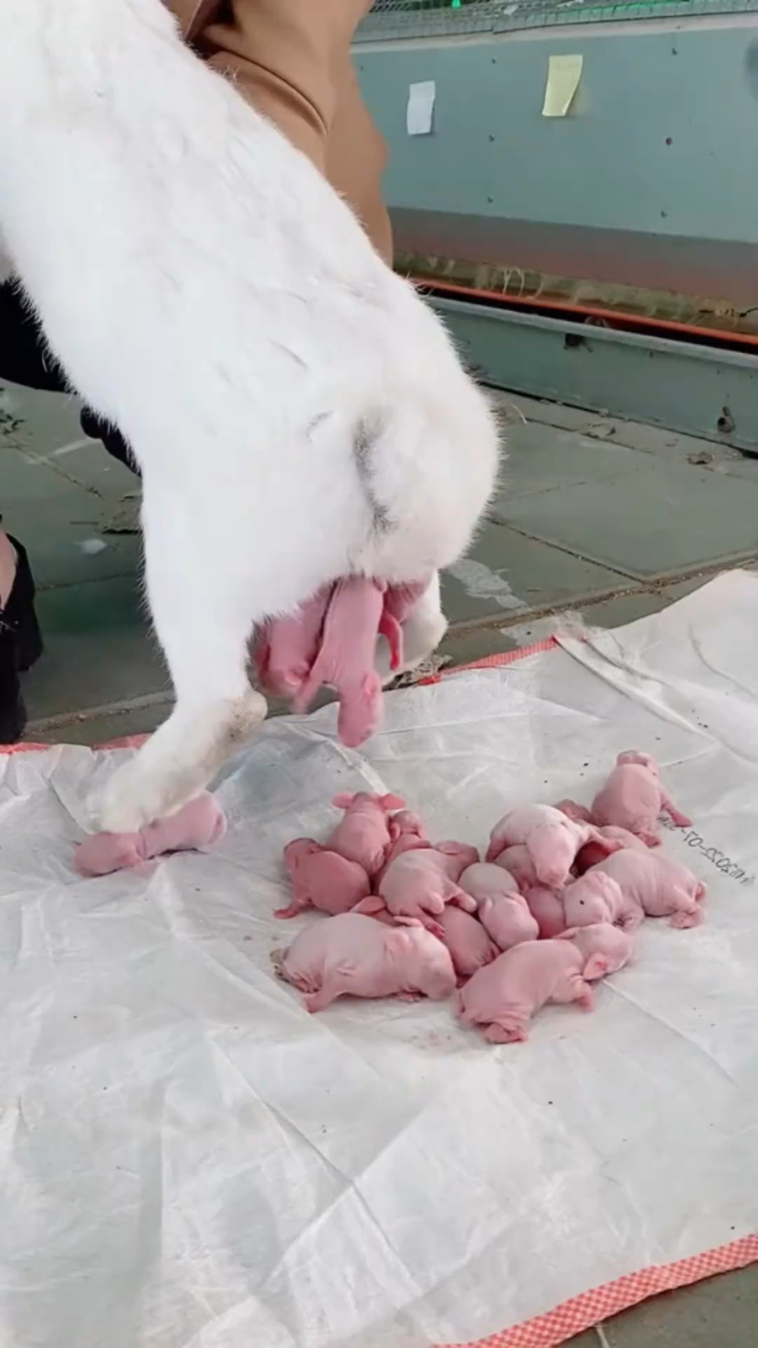 小兔子生宝宝了,这是一次生了多少?-度小视
