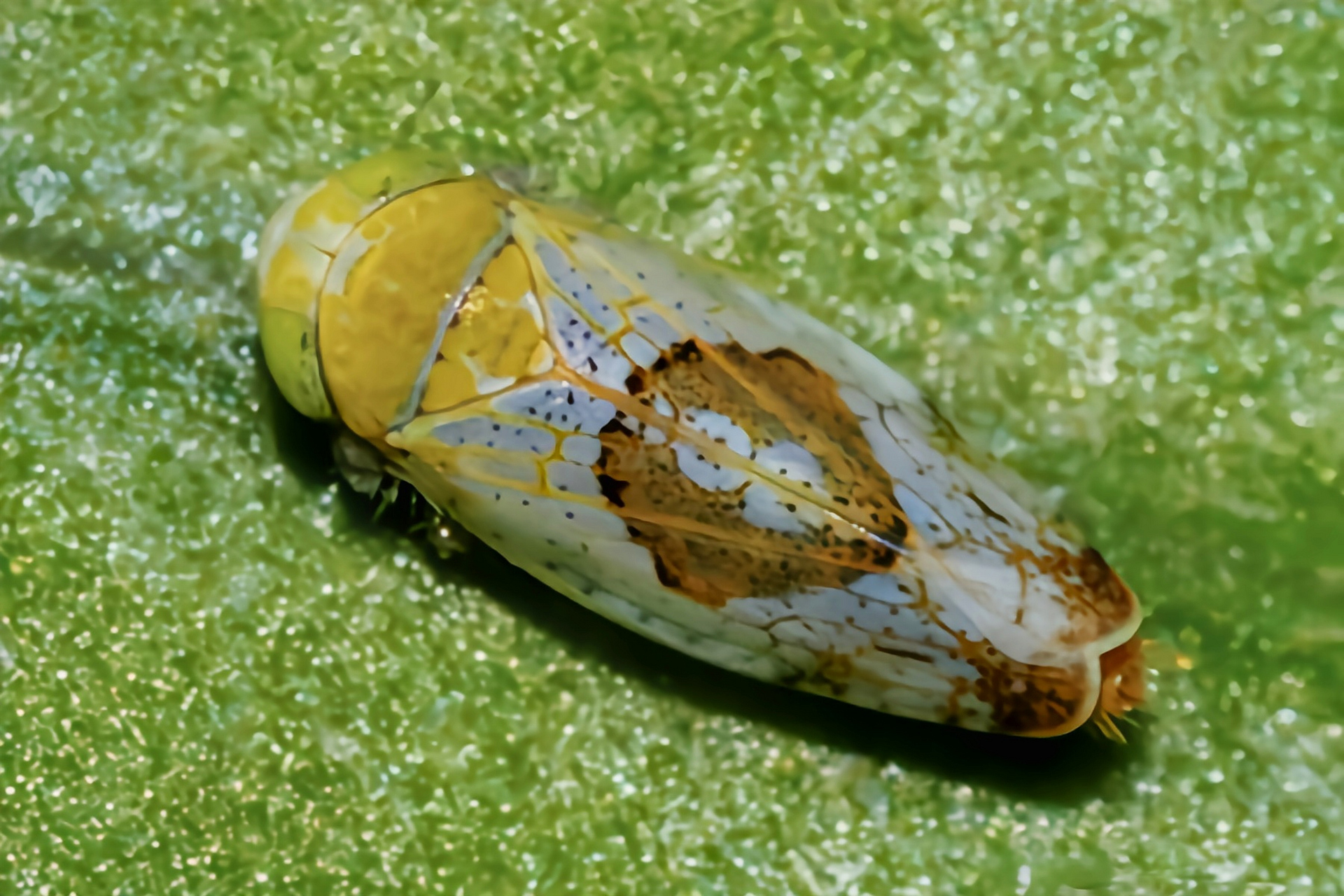 每天认识一种昆虫——菱纹叶蝉 菱纹叶蝉别名红头叶蝉,凹缘菱纹叶蝉.