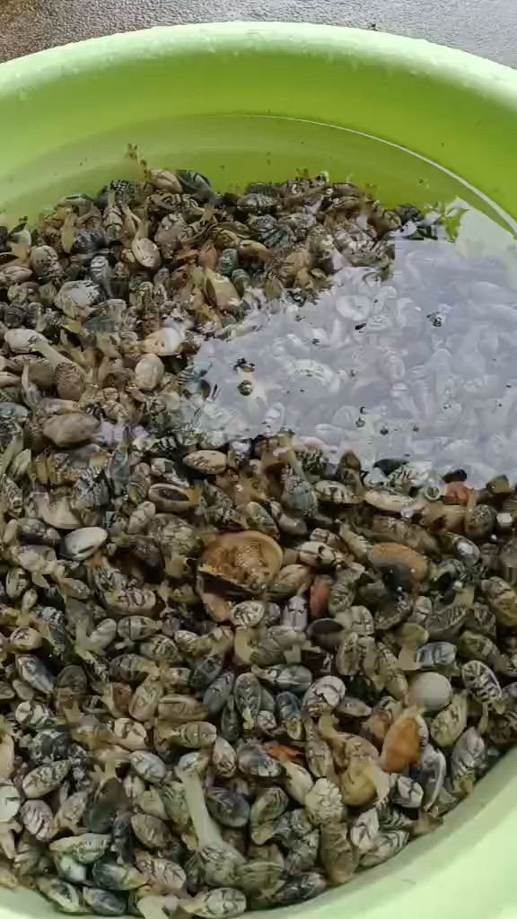 暴雨天去海边捡螺