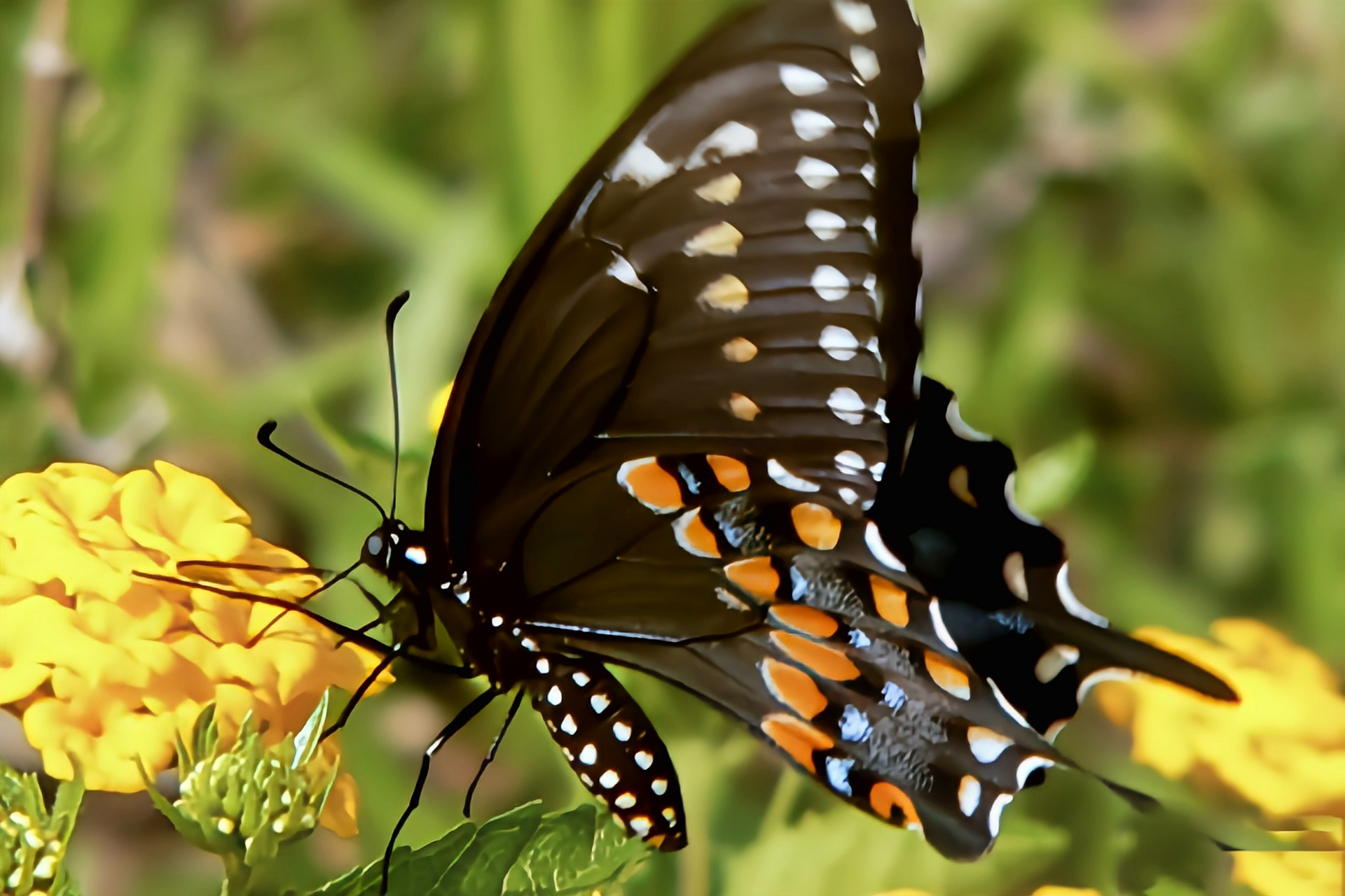 每天认识一种昆虫——铂凤蝶 珀凤蝶是鳞翅目,凤蝶科,凤蝶属昆虫,原产