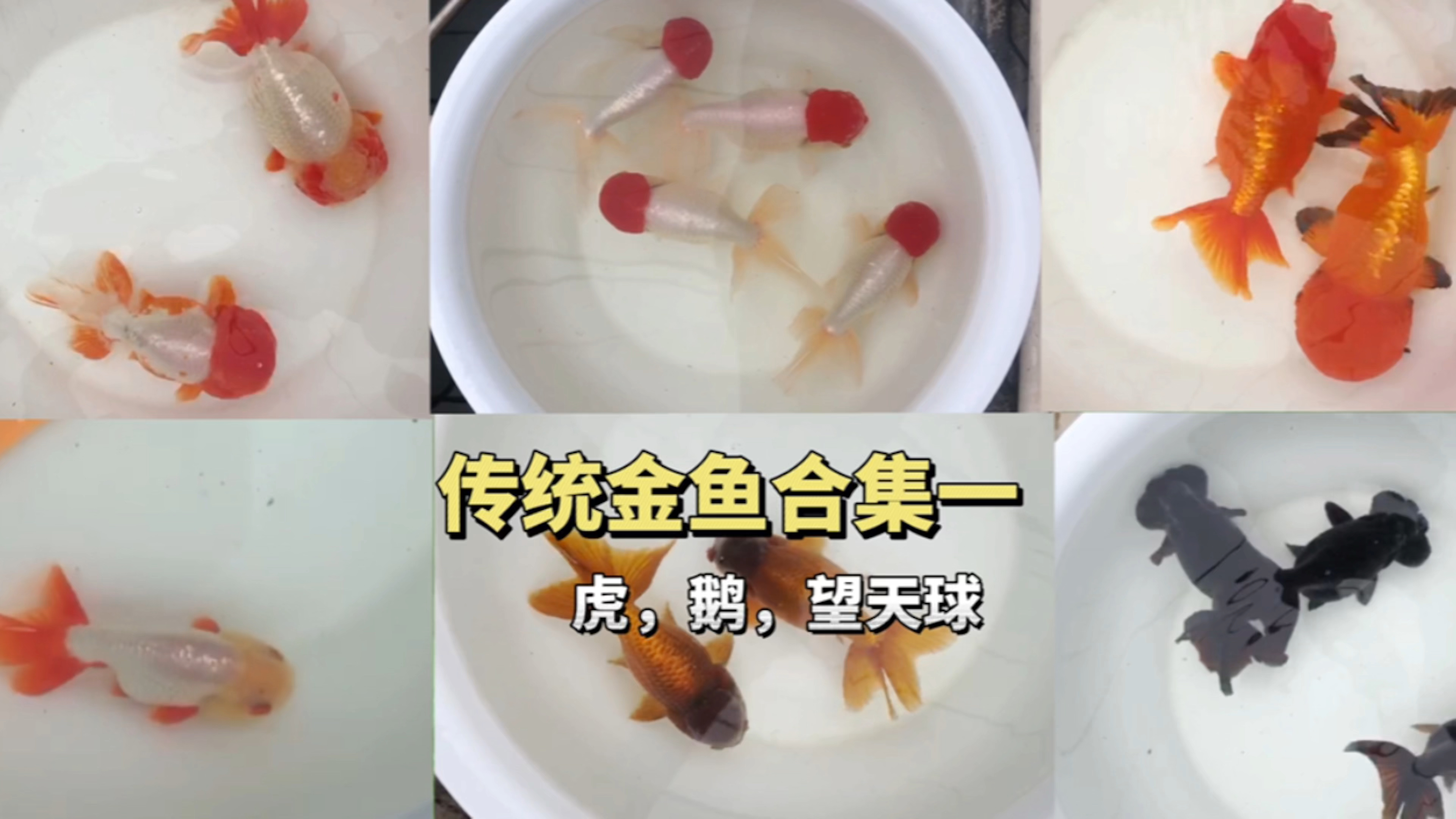 国粹传统金鱼合集一,虎头金鱼鹅头红望天球金鱼