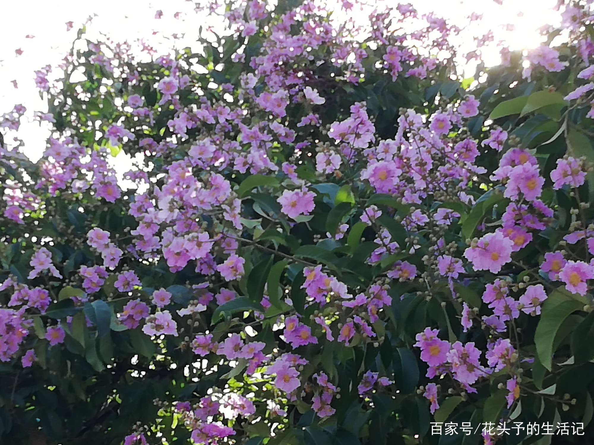 六月的厦门一一炽热的阳光与美丽的鲜花并存 百科ta说
