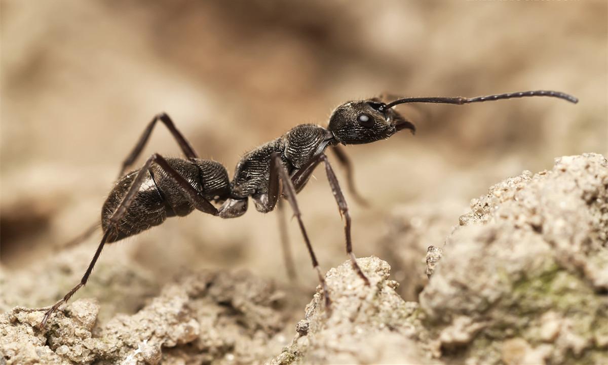 比食人蚁还恐怖的蚂蚁图片