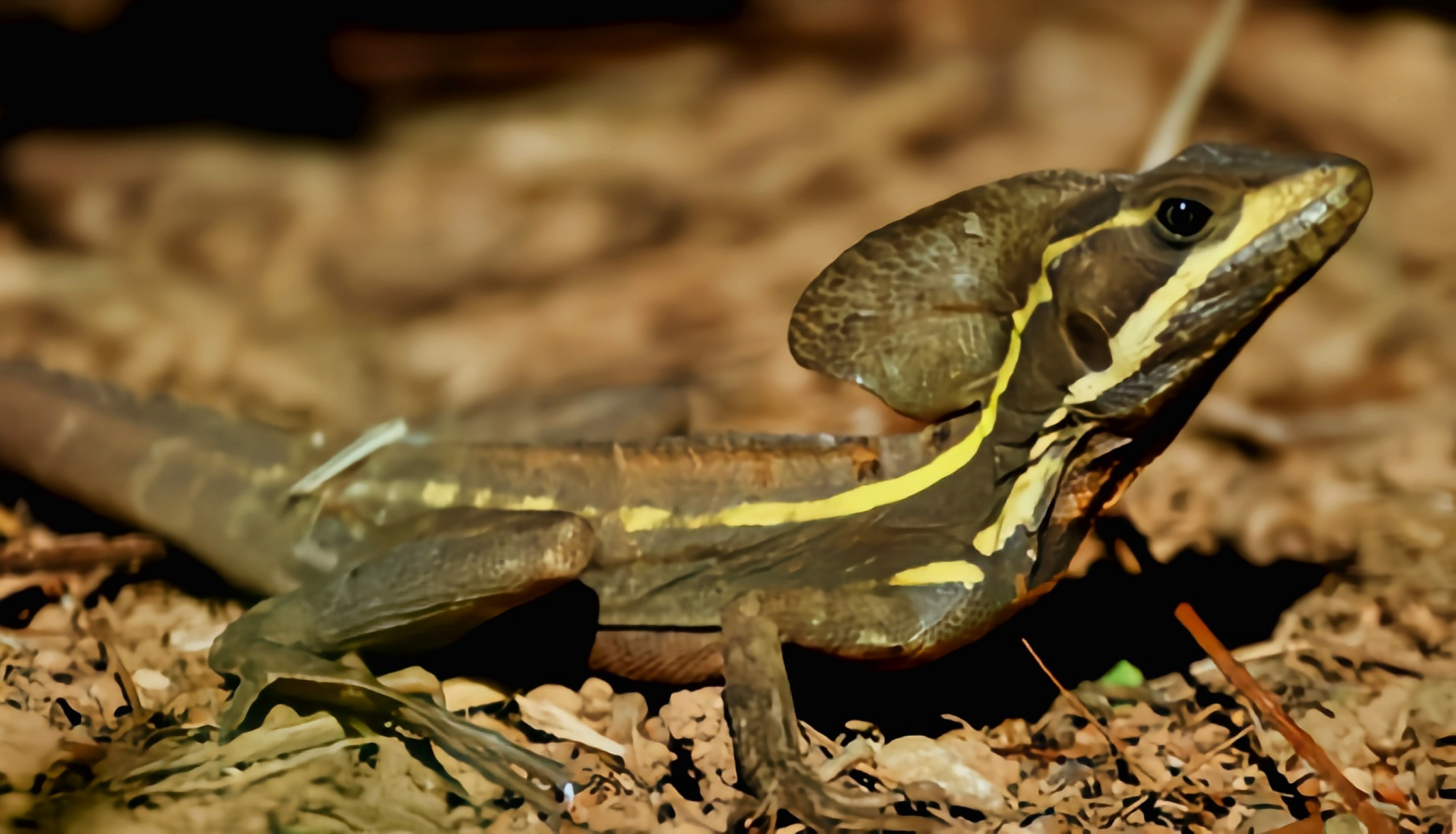 每天认识一种动物——芒腹冠蜥 芒腹冠蜥原产于中美洲墨西哥南部到
