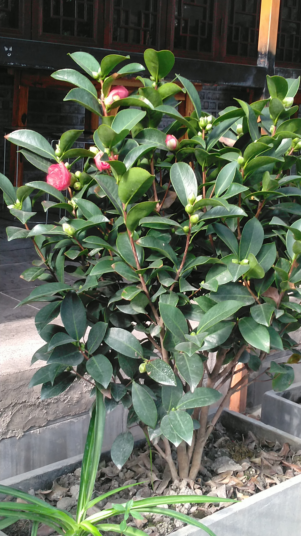 四季茶花开花时间长,花朵红彤彤犹如似火骄阳,满树红花十分艳丽