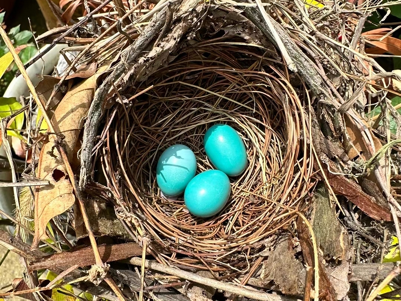 画眉鸟蛋,我感觉比蓝宝石还要珍贵#画眉鸟# #鸟