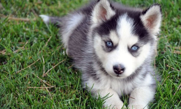 哈士奇蓝眼睛贵还是黑眼睛贵?