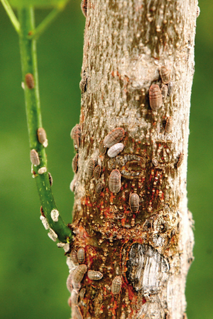 这棵大树外表看起来枝繁叶茂,但树干因内部蛀虫太多被掏空了