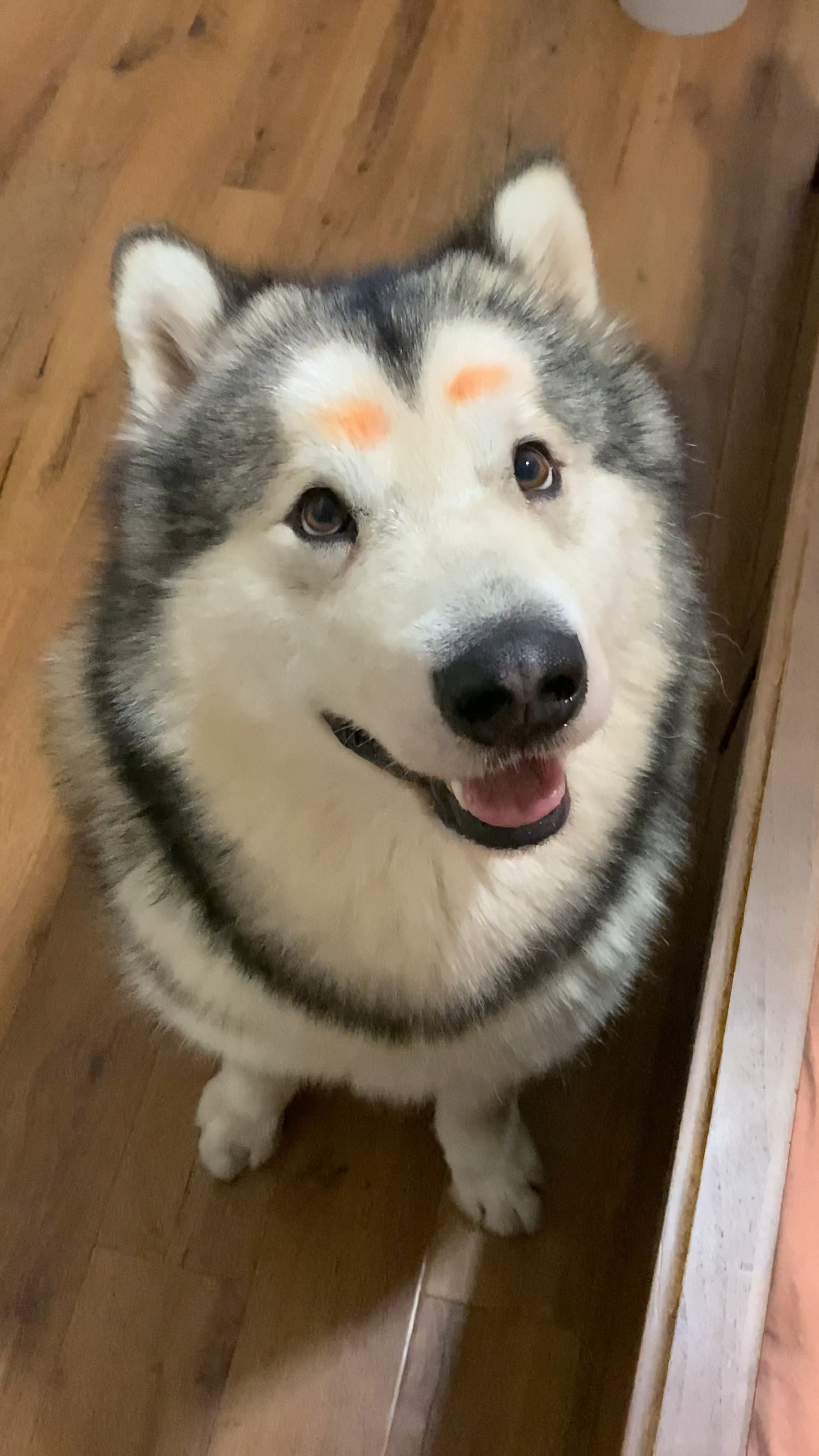 要画什么形状的眉毛才适合宽眼距的阿拉斯加呢