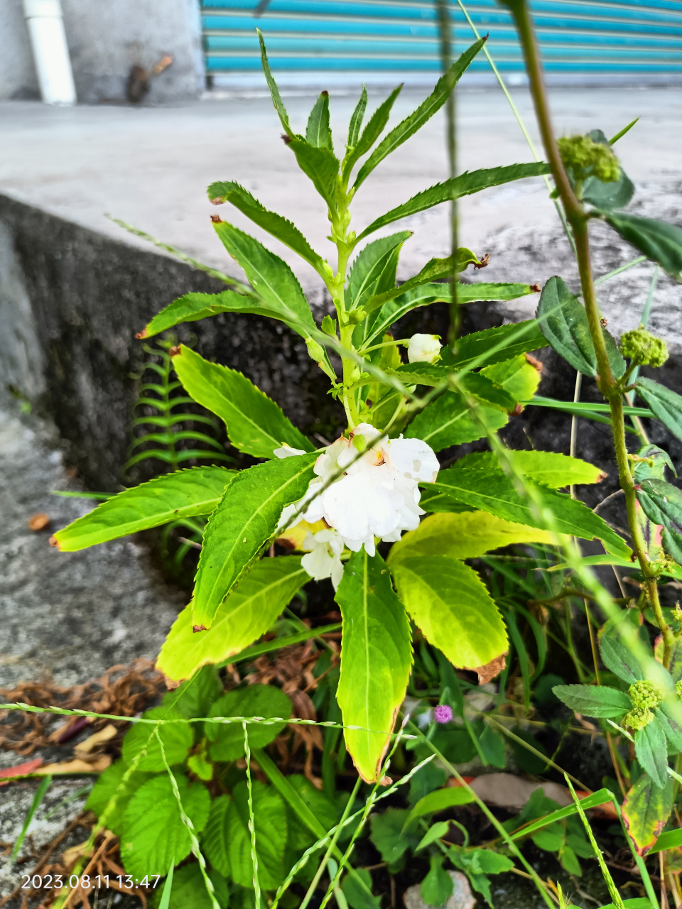观赏植物,白色的凤仙花