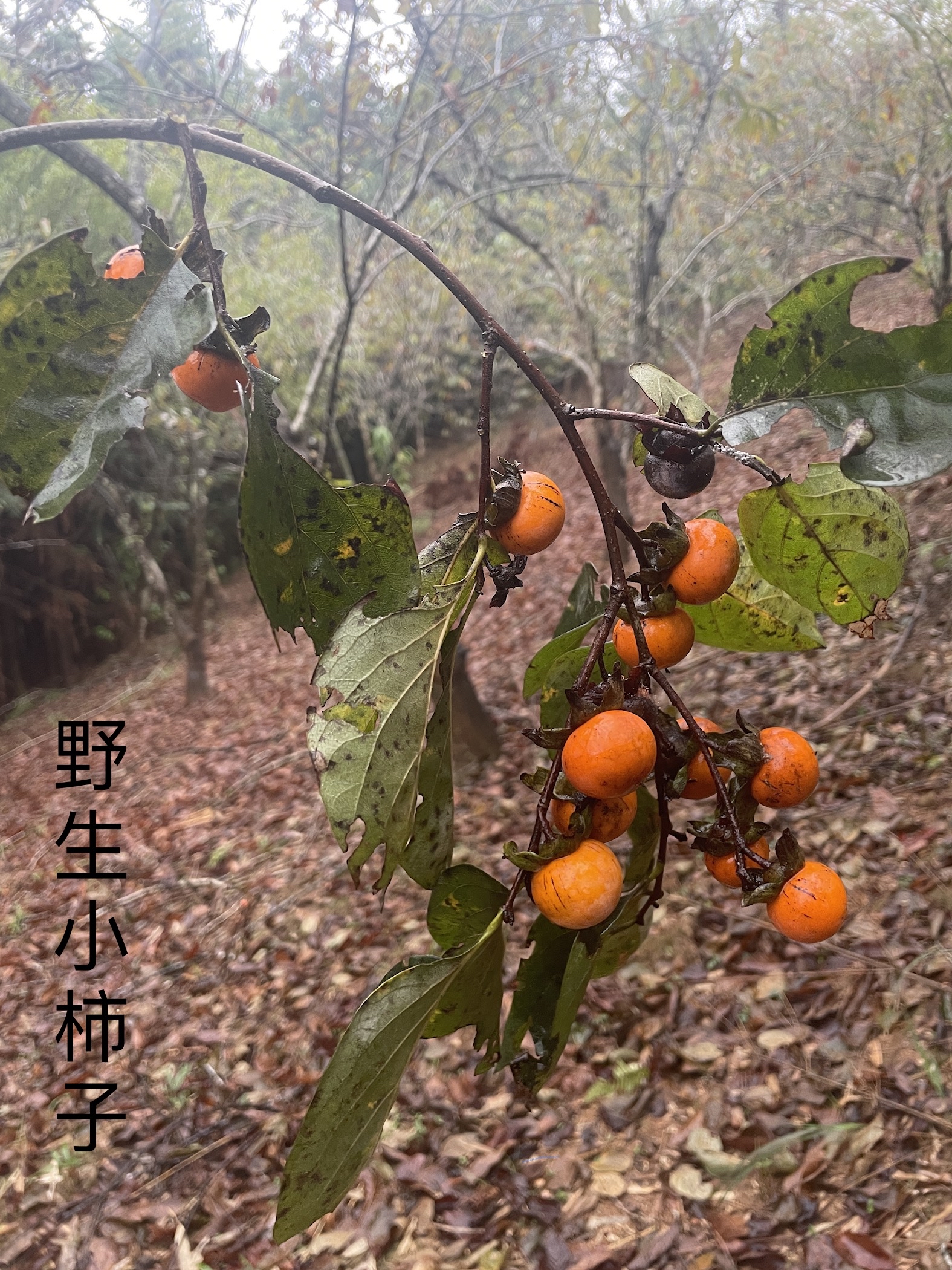 野生小柿子小时候常到山上摘涩得口难开,儿时的美食,满满的回忆