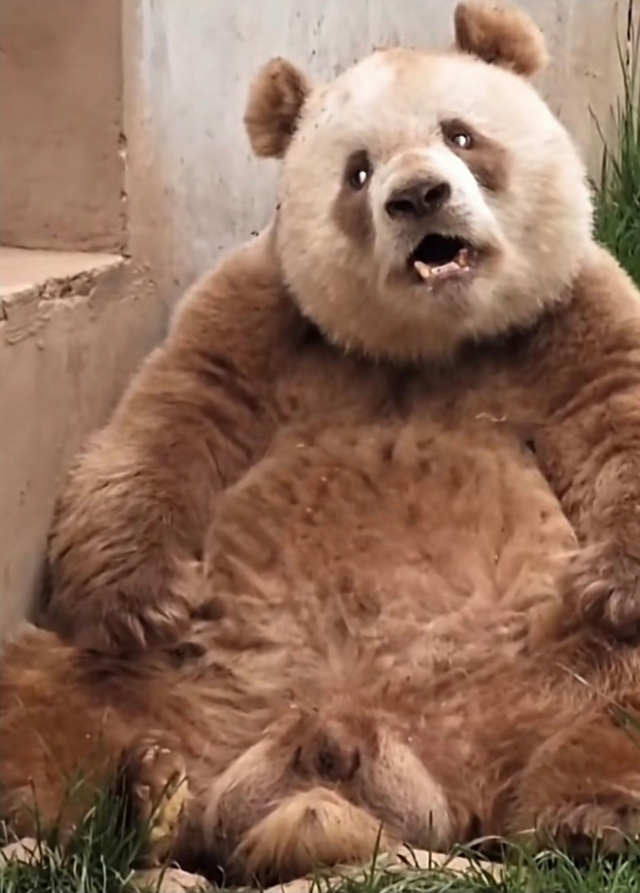 大熊猫# #大熊猫七仔