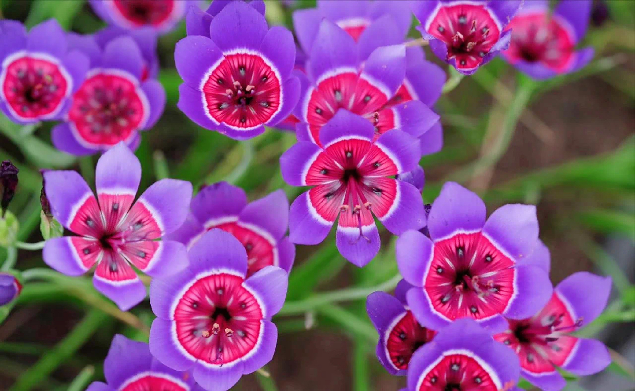 让人心醉的酒杯兰,是一种不常见的植物,开花时的颜色和形状都极具特色