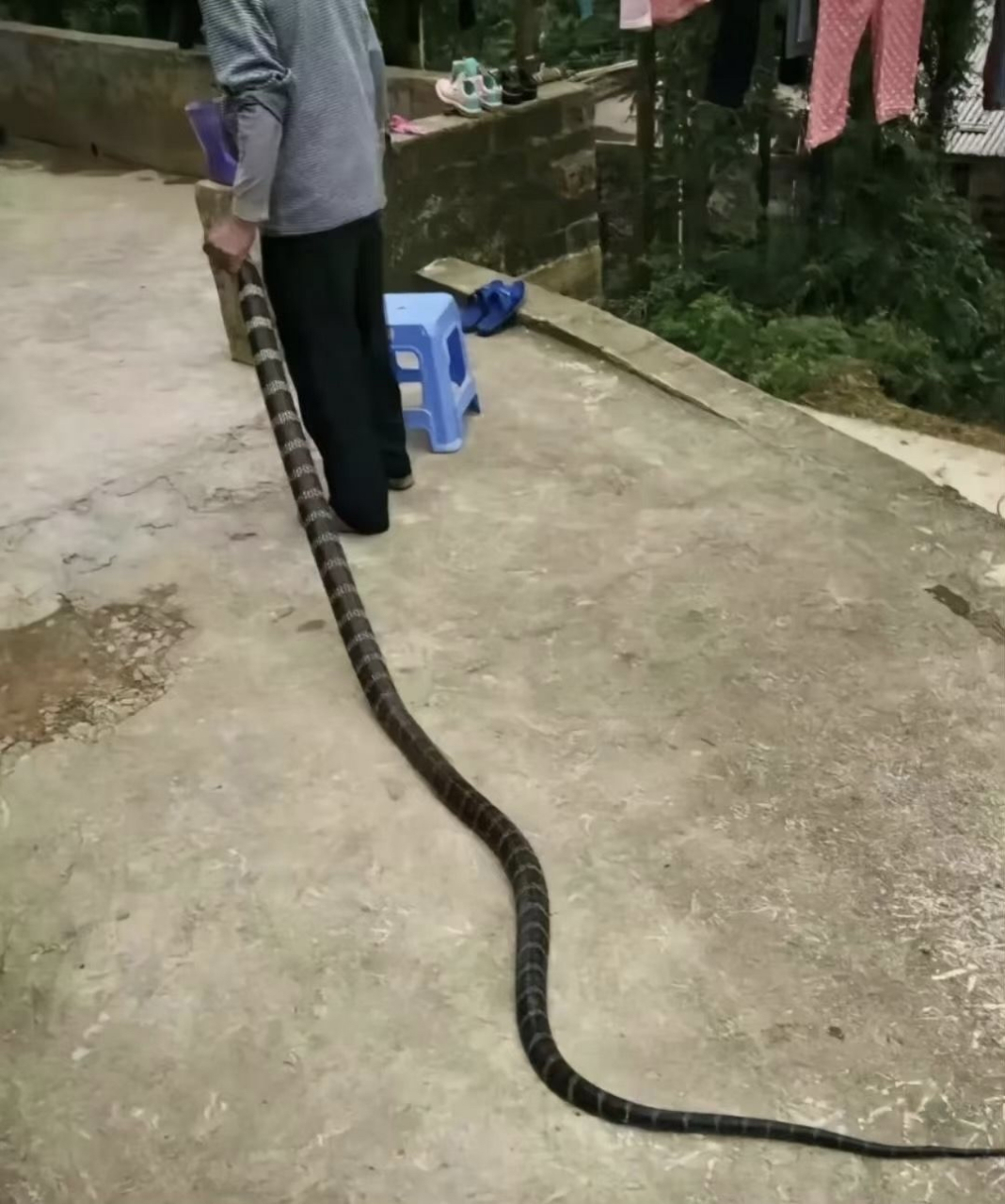 南方的甘蔗,看看北方有啥?#趣图搞笑