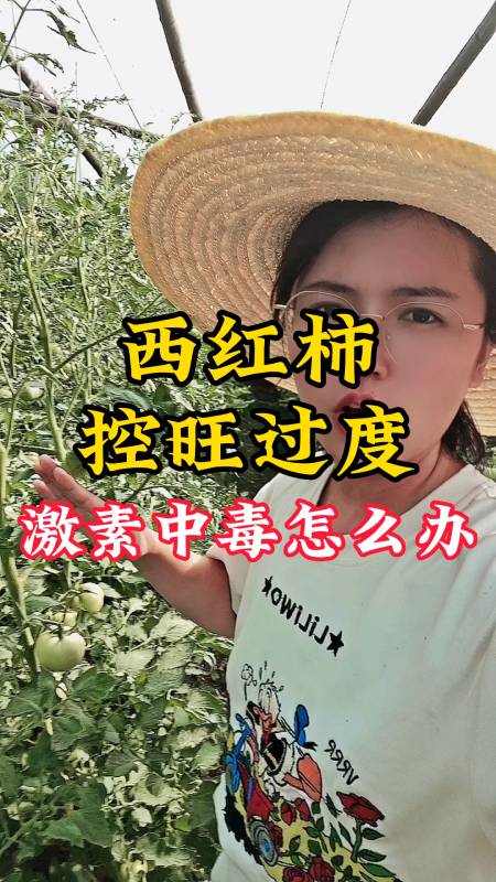 西红柿控旺过度,激素中毒怎么办-度小视