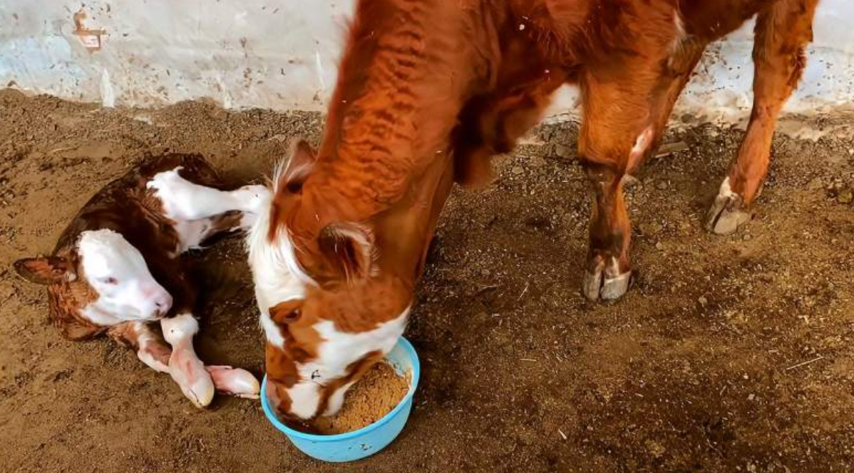 母牛产后护理要点是什么