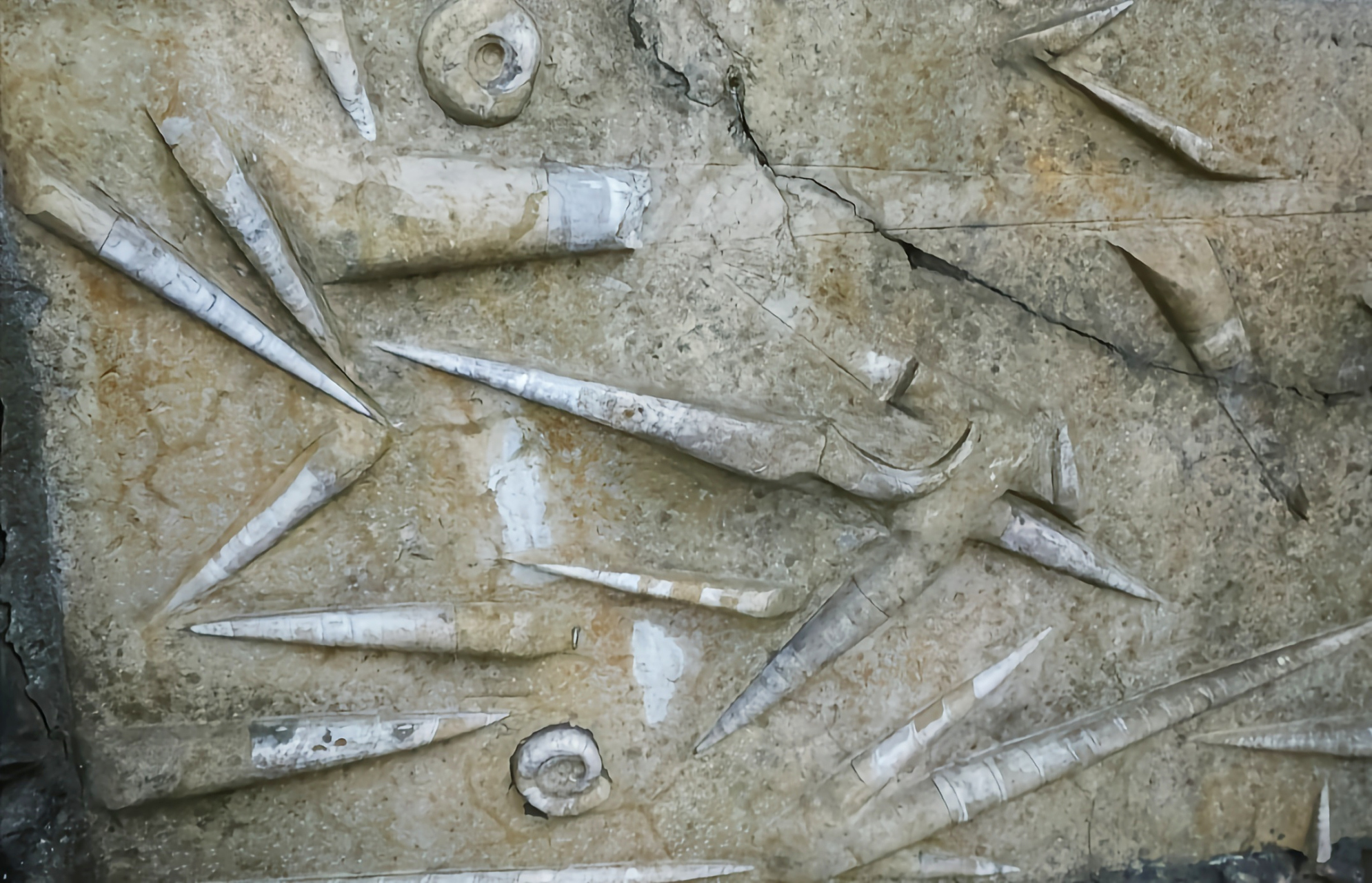 远古生物探秘——房角石 房角石是一种已经灭绝的头足纲生物,它长有长