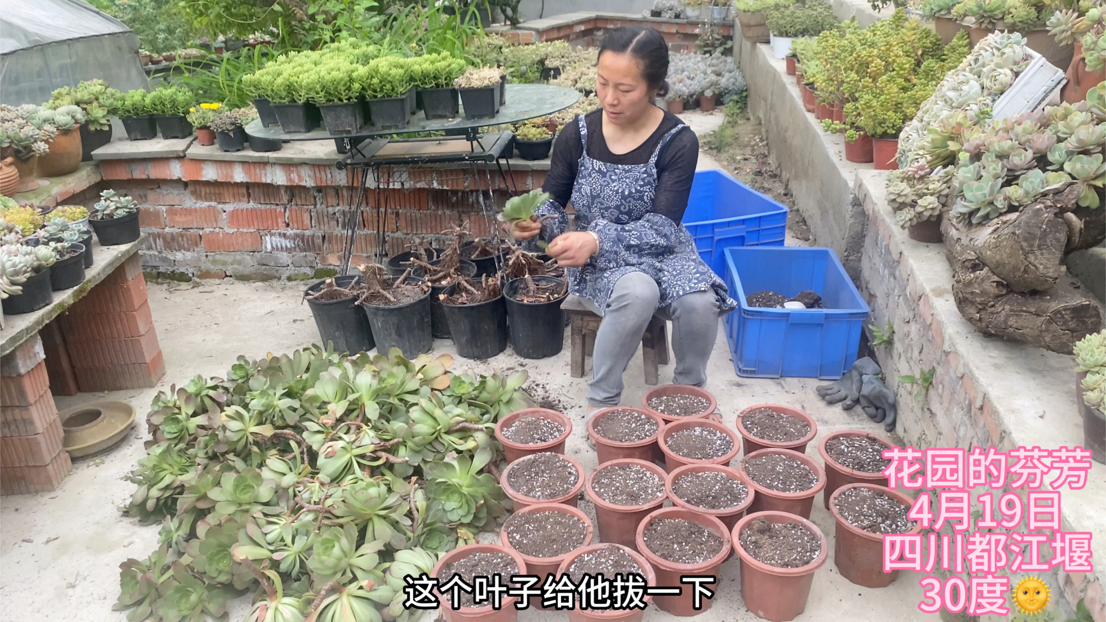 香炉盘法师超级大,9盆砍了一院子,又多20多盆,好划算