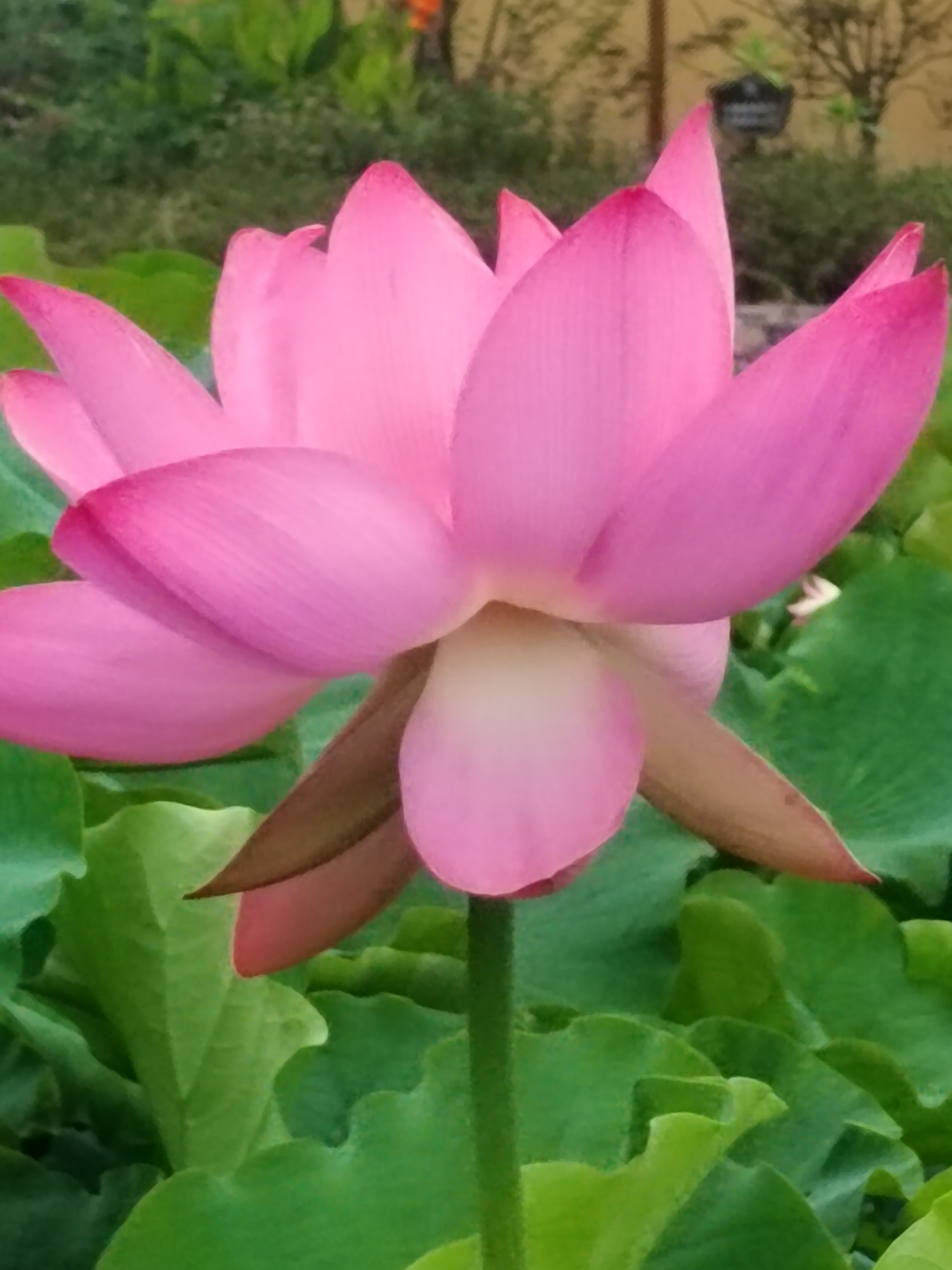 走进山湾的太空荷花