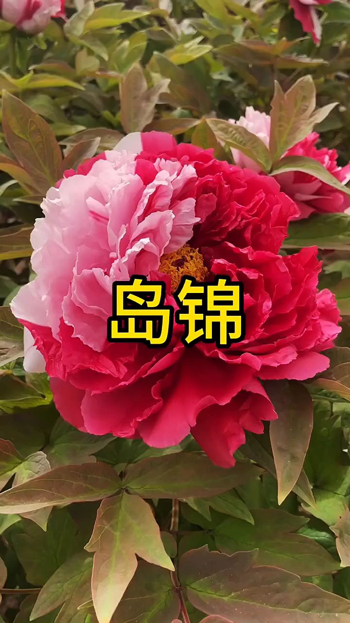 牡丹品种岛锦进口品种一花多色