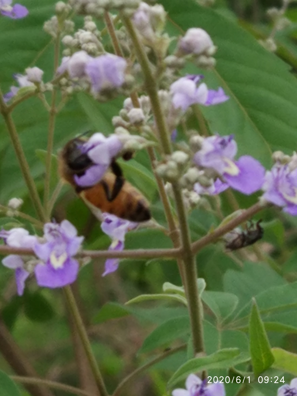 蜂蜜- 热门商品专区