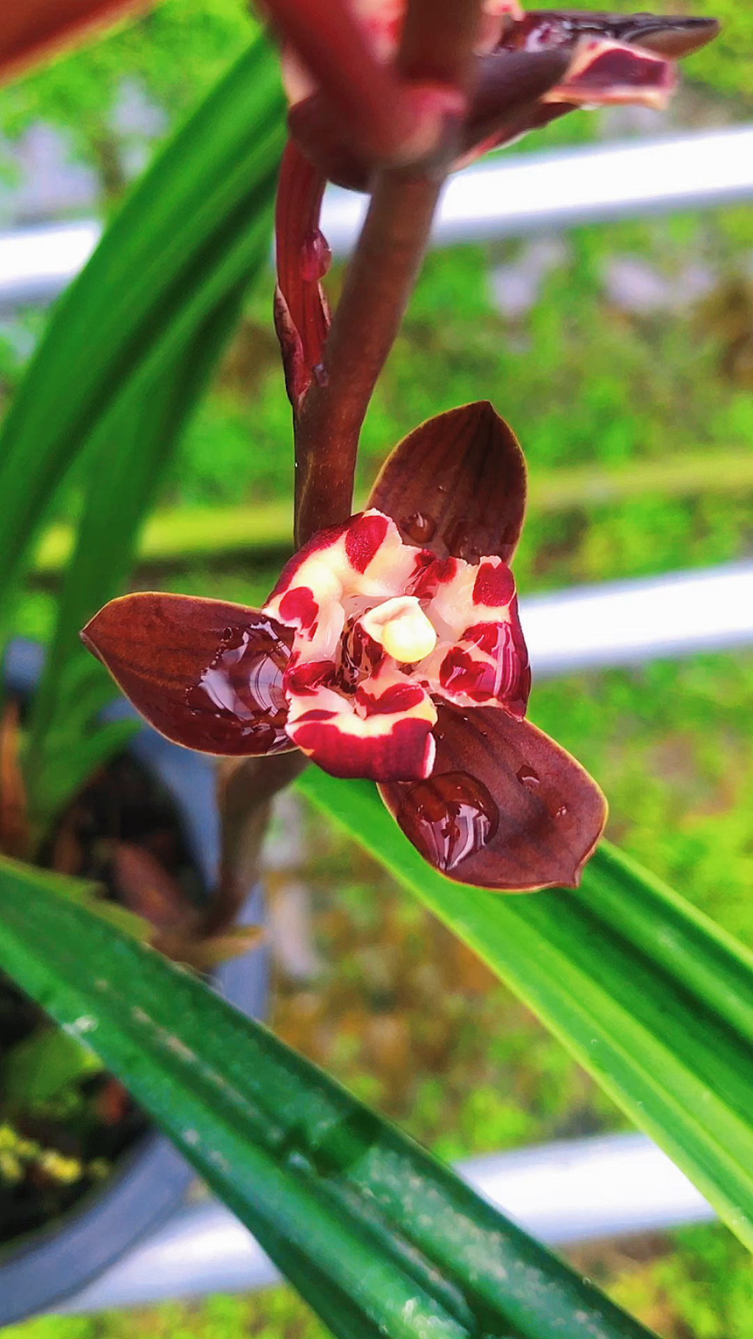 墨兰原生种鸿运荷三星