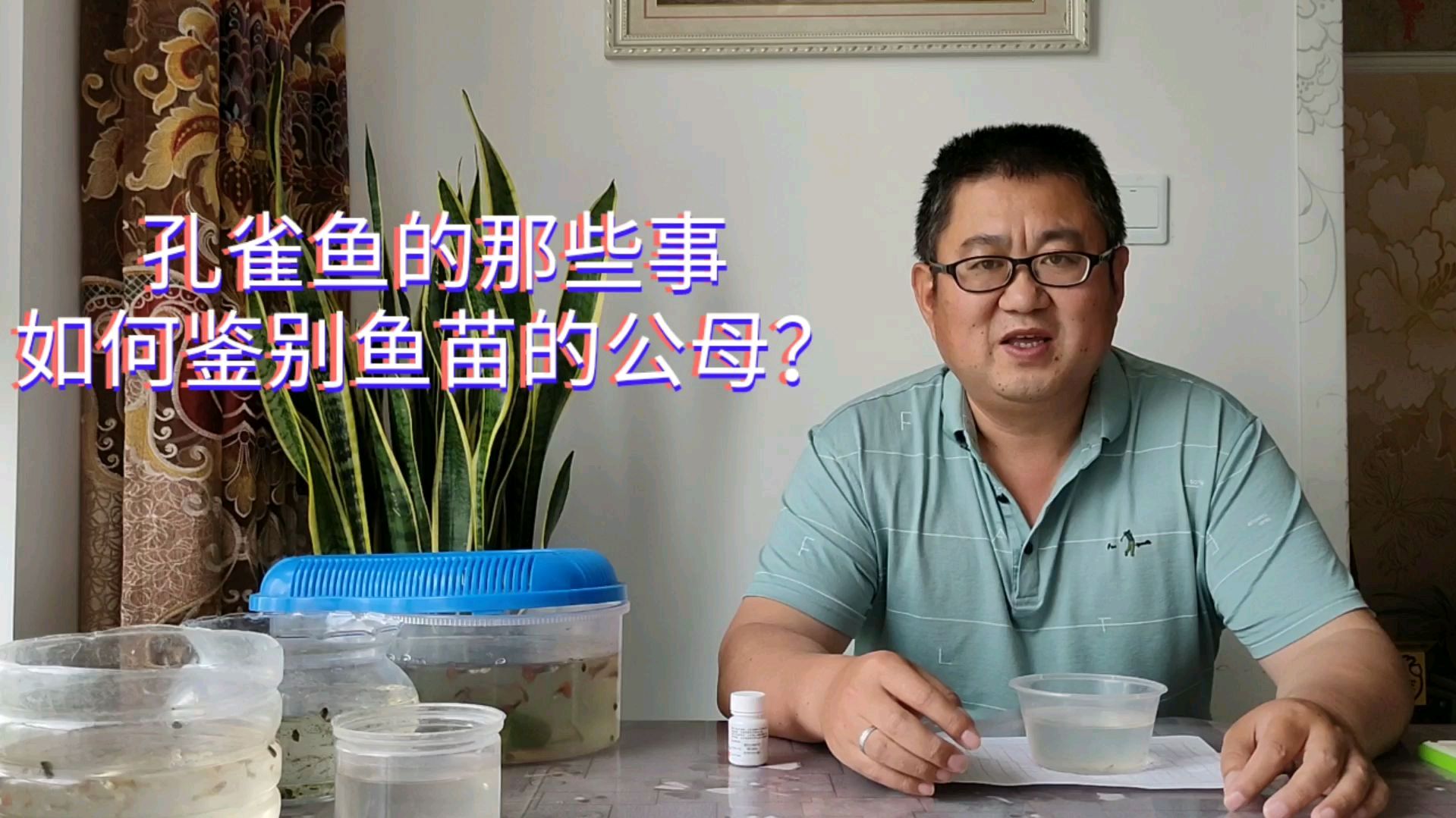 孔雀鱼苗能辨别公鱼?别不信!你若掌握这几点,分辨公母不求人