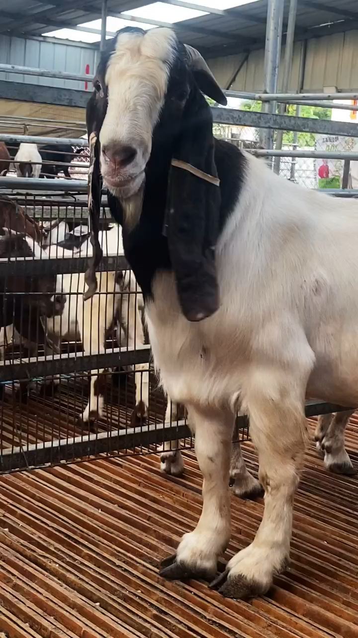 选好种公羊才能给养殖户带来更好的效益,哪里有卖波尔山羊种公羊的?