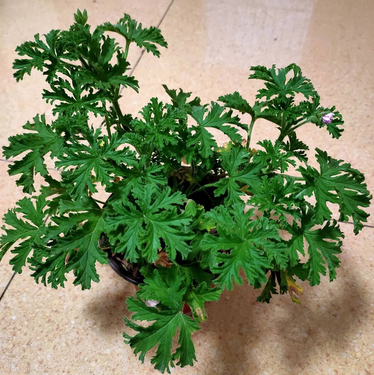 盆栽驱蚊草繁殖方法与养护技术措施