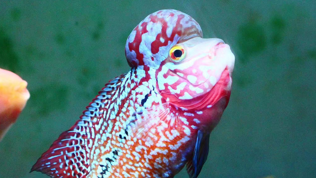 罗汉鱼种公种母你们见过吗?