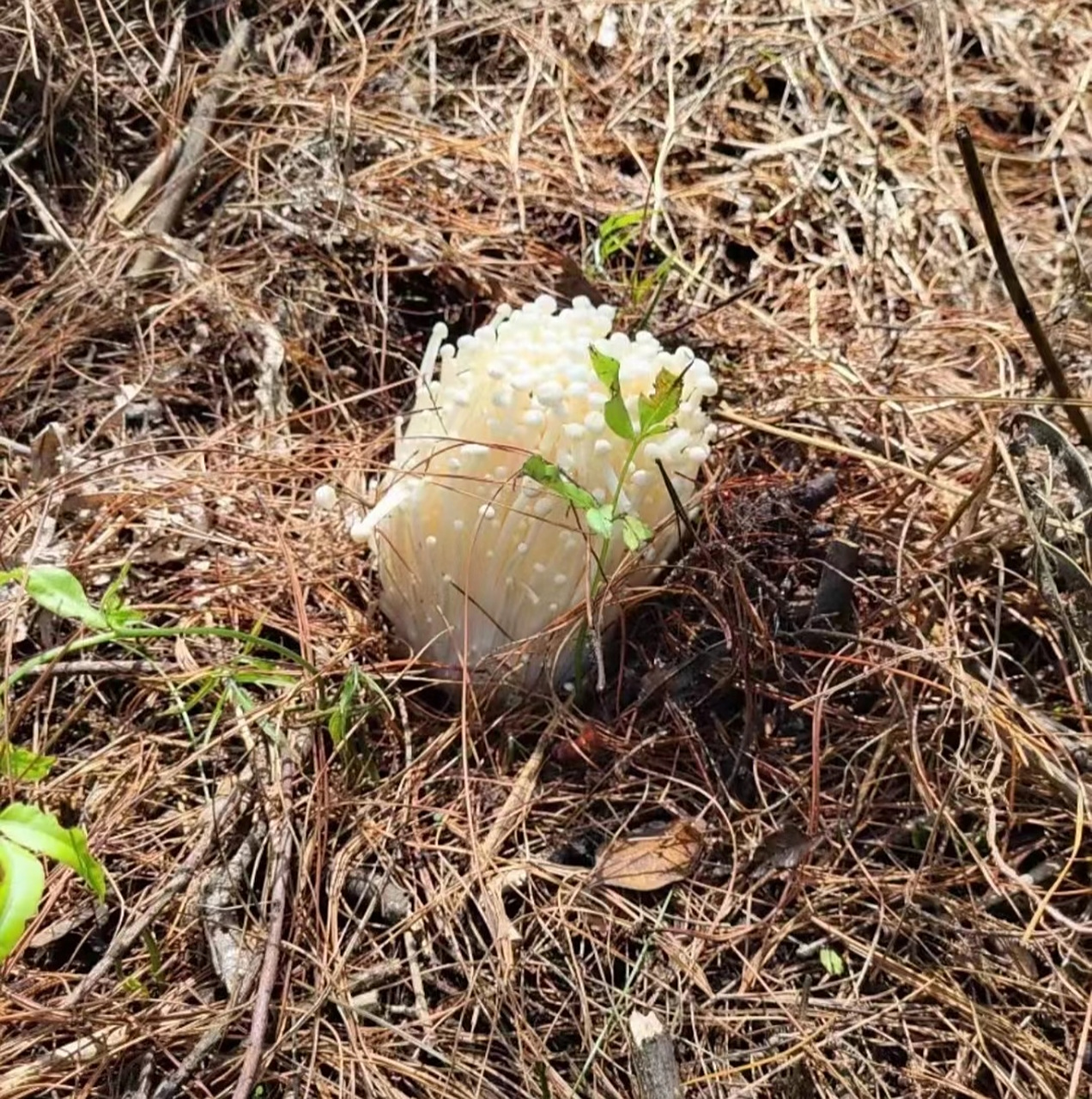 金针菇也有野生的?