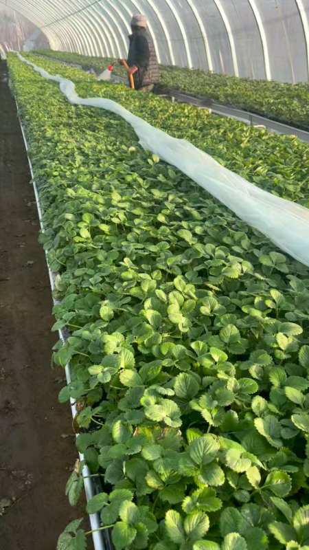 天使八号草莓种苗!售价100元一斤的白草莓品种-度小视