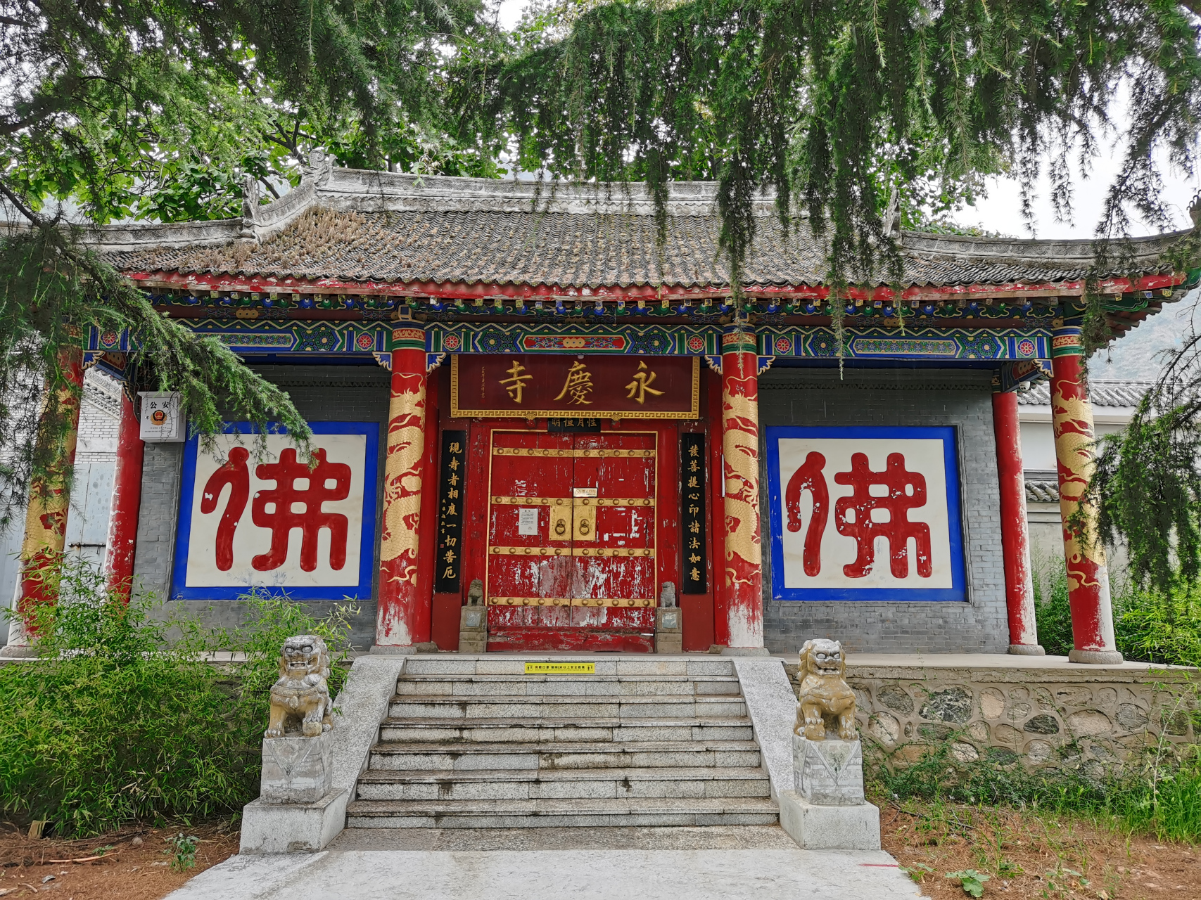 位于陕西渭南市华州区永庆寺,有一棵千年的罗汉杨