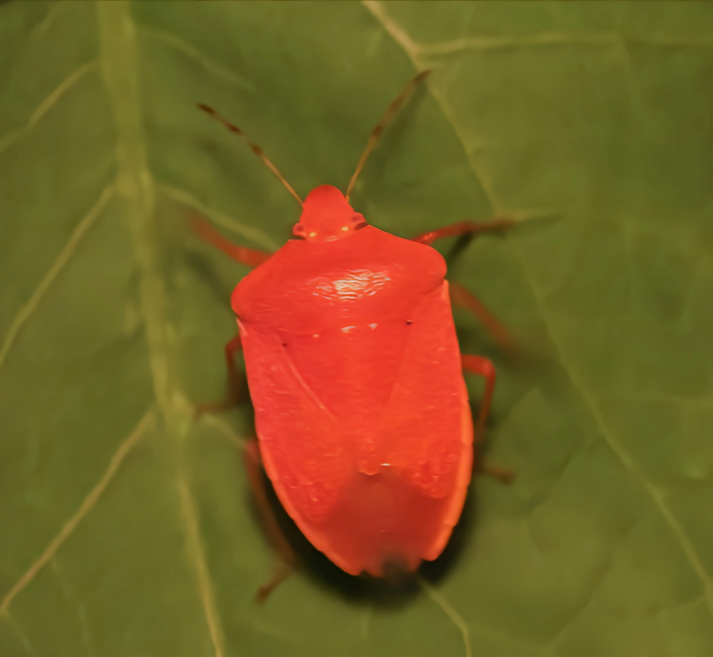每天认识一种昆虫——稻绿蝽 稻绿蝽是半翅目,蝽科昆虫,它是一种分布
