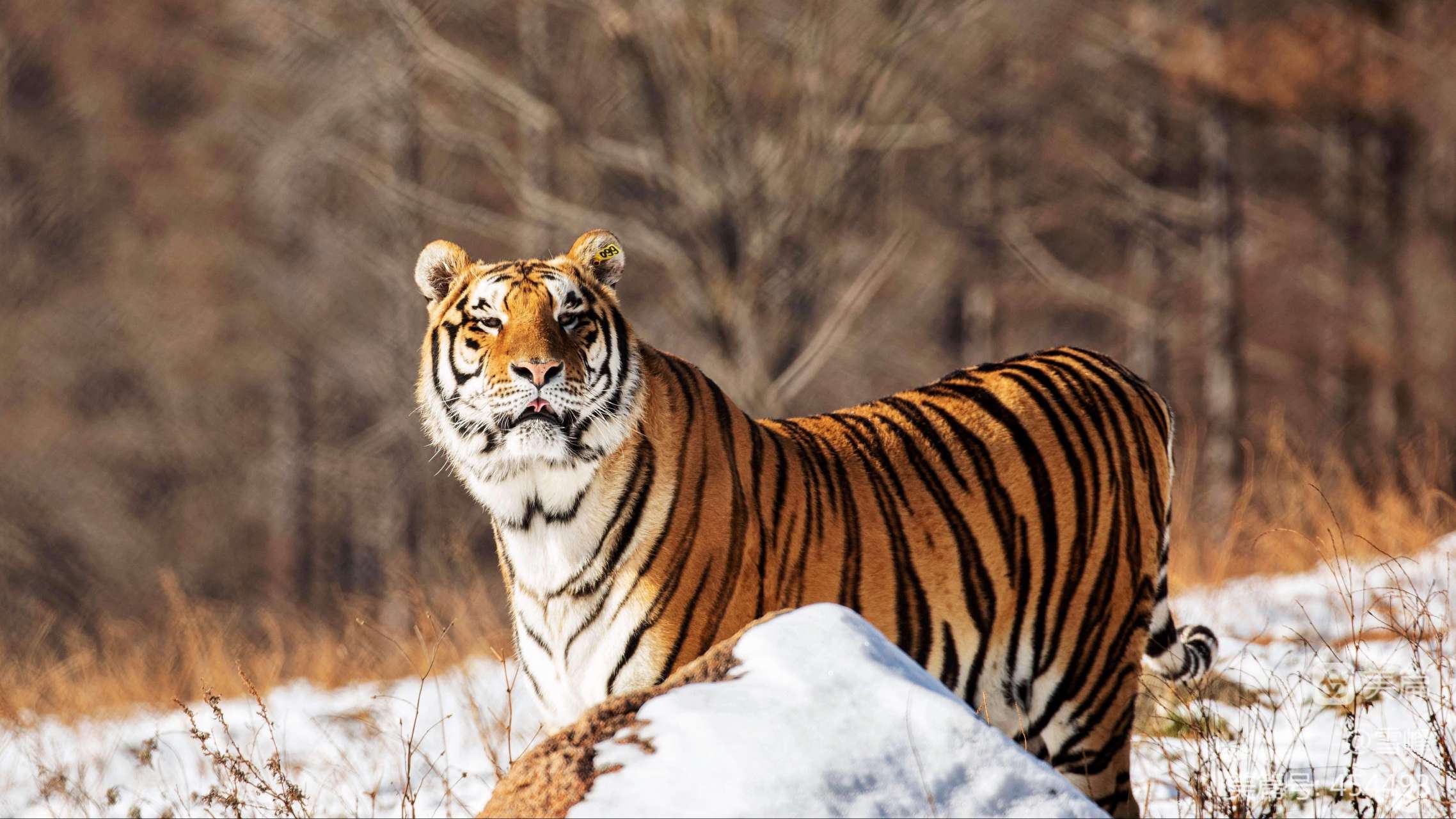 亲爱的们,听说黑龙江一地最近惊现两只野生东北虎,是不是觉得超级