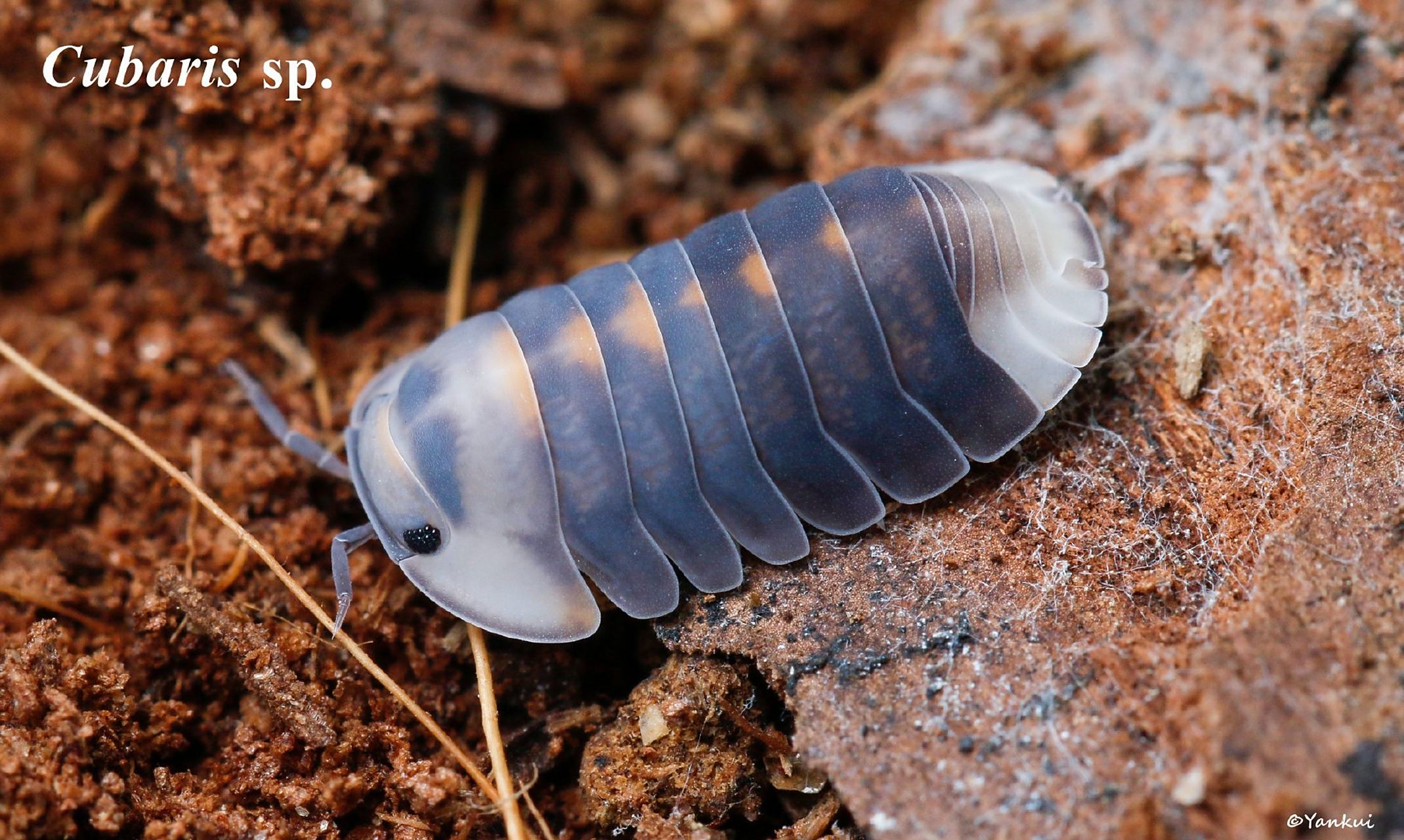 一种灰蓝色卷壳虫