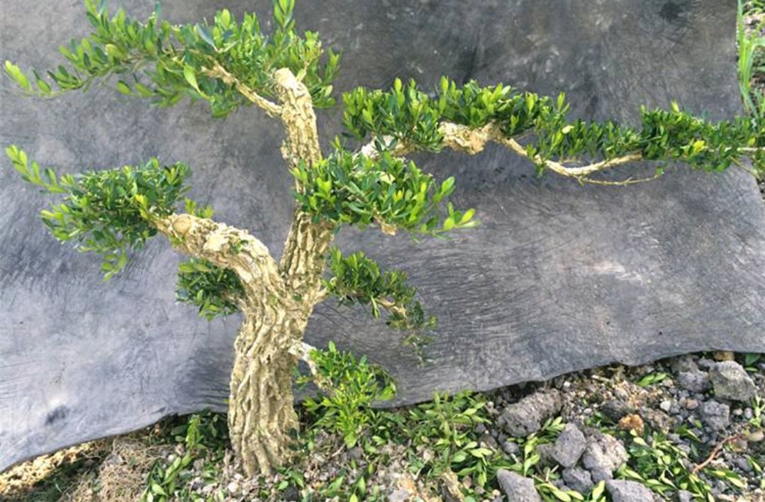 春季栽树,别错过小叶皱皮黄杨,来看看原因吧